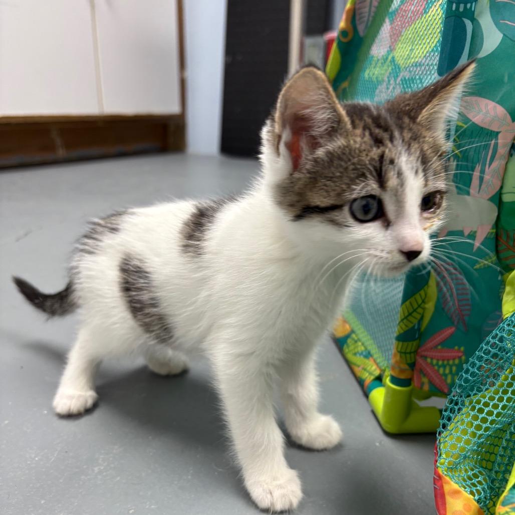 Snowbell, a Adoptable Domestic Short Hair in Crookston, MN image 2/3