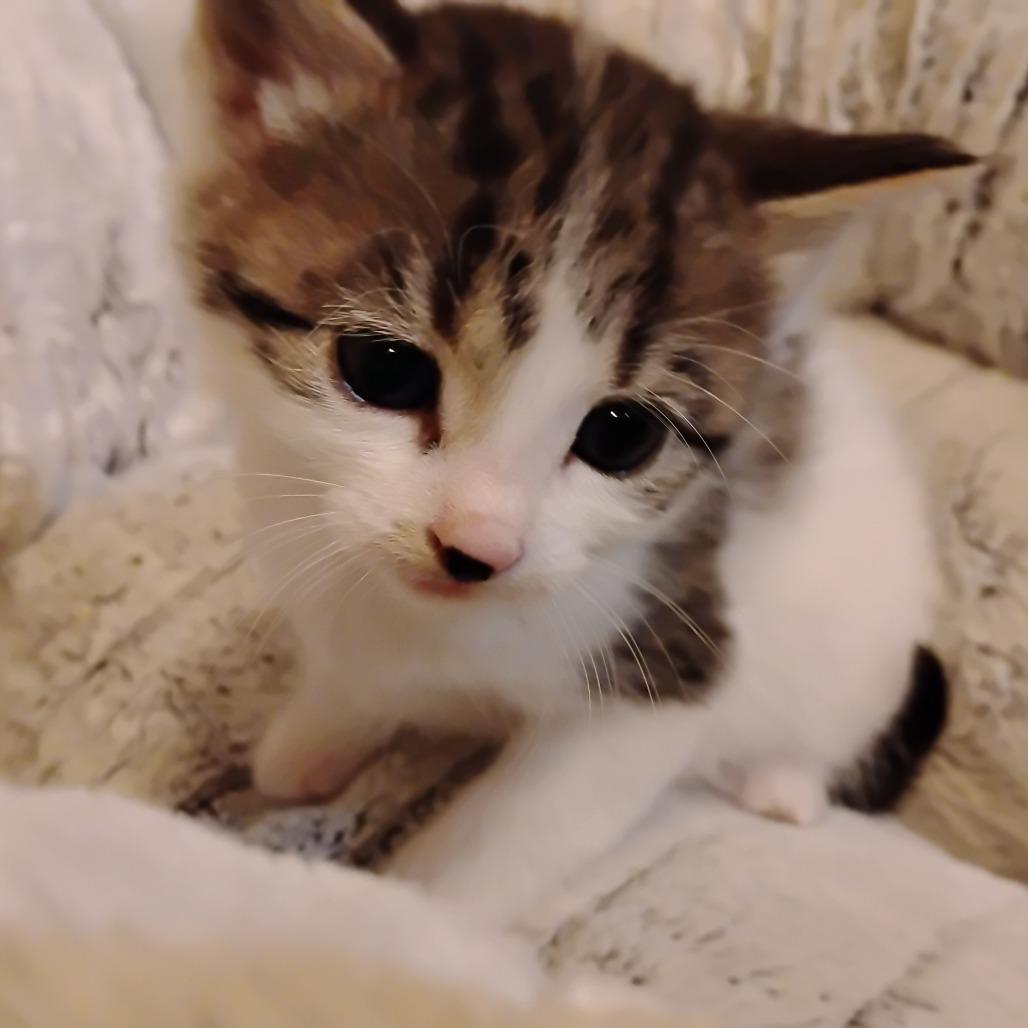 Snowbell, a Adoptable Domestic Short Hair in Crookston, MN image 3/3