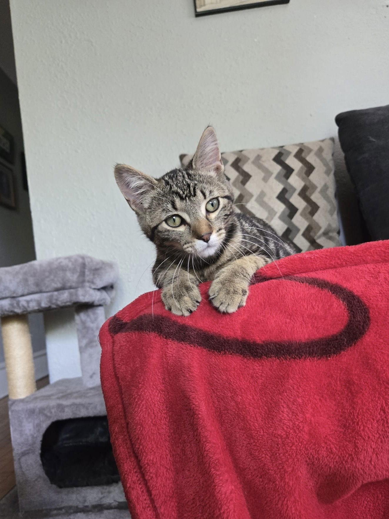 Skeeter, a Adopted Domestic Short Hair in Crystal, MN image 1/3