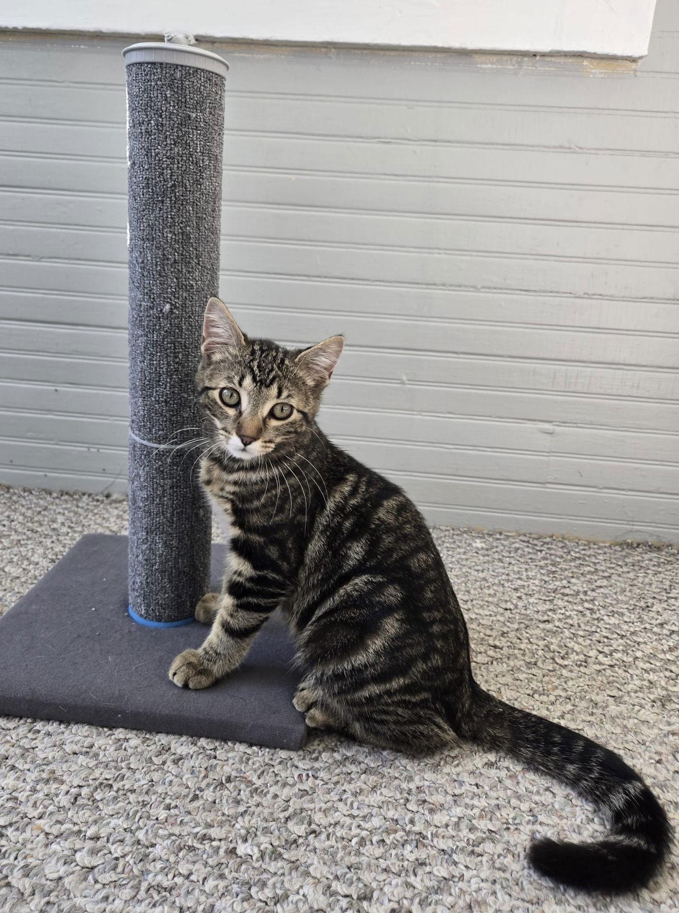 Skeeter, a Adopted Domestic Short Hair in Crystal, MN image 2/3