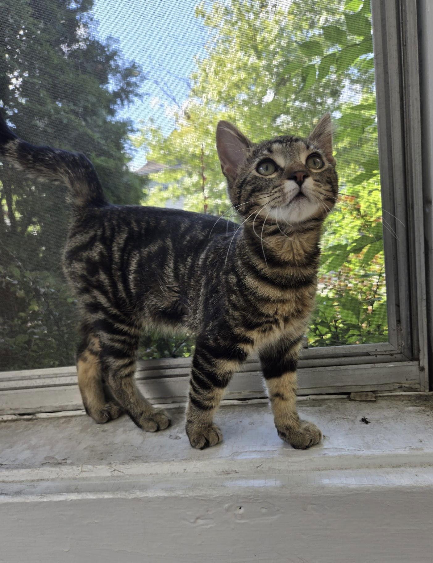 Skeeter, a Adopted Domestic Short Hair in Crystal, MN image 3/3