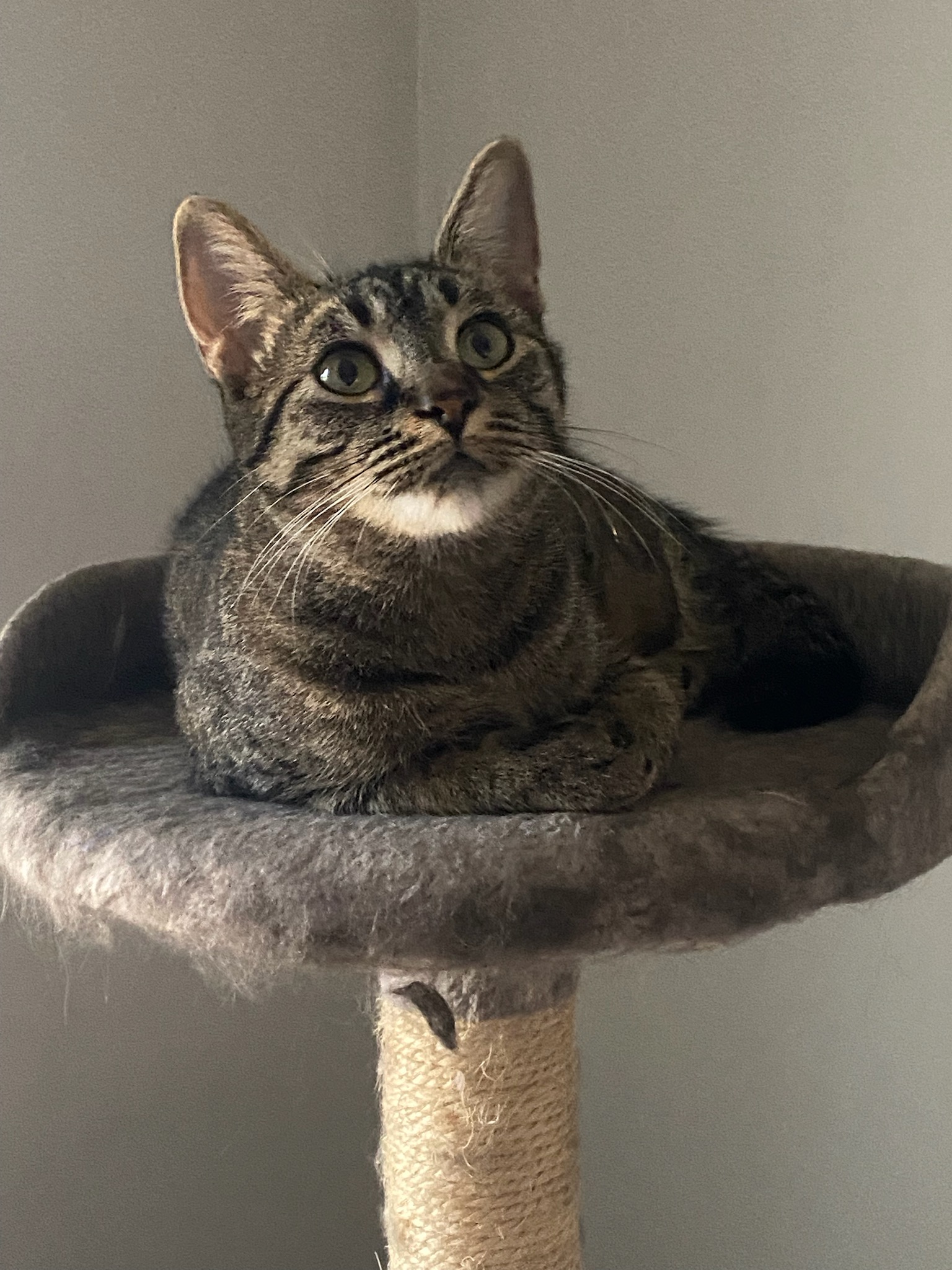 Seraphina, Adoptable, Adult Female Domestic Short Hair.