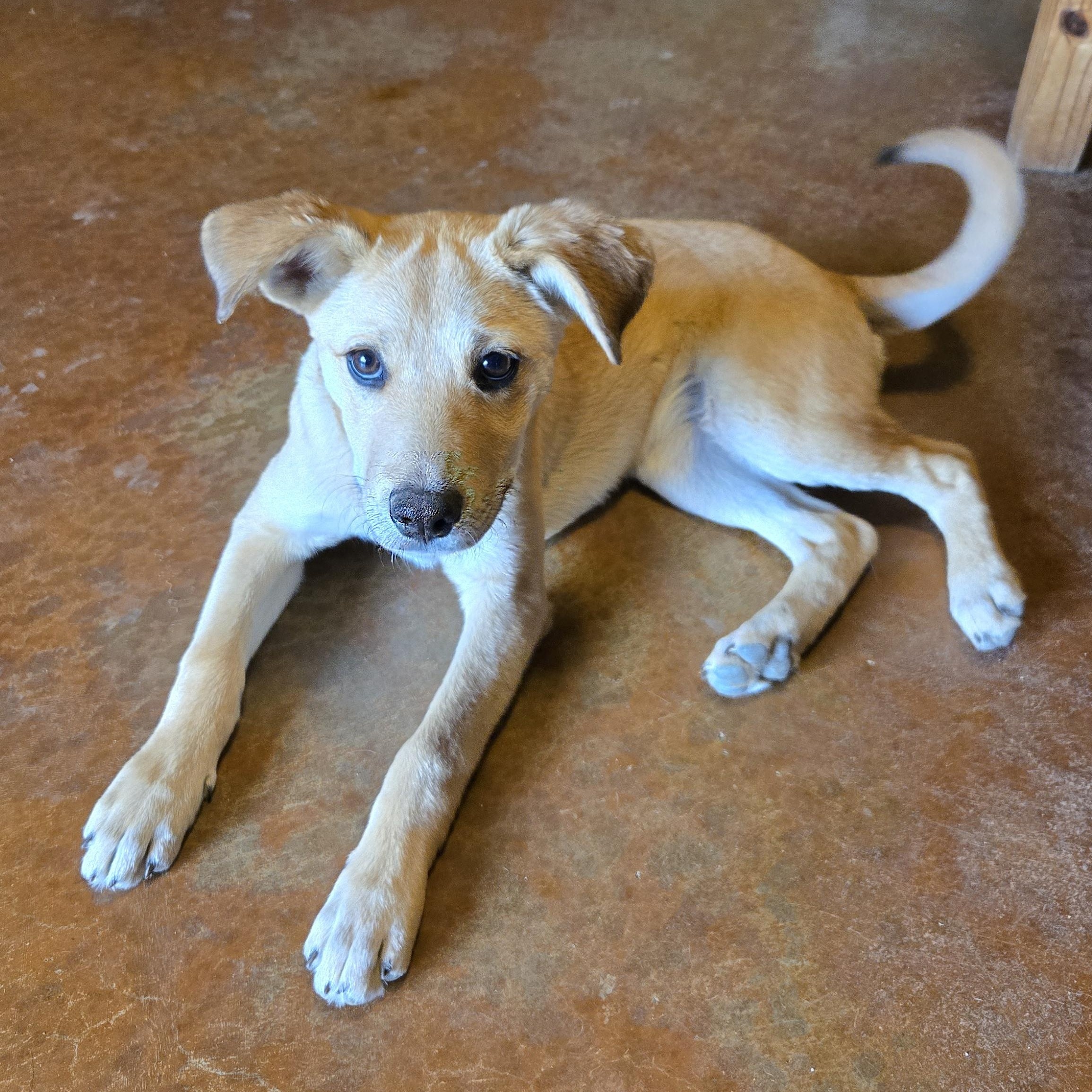 Enlarge Sky2, an adoption pending mixed breed in Oracle, AZ image 1/3