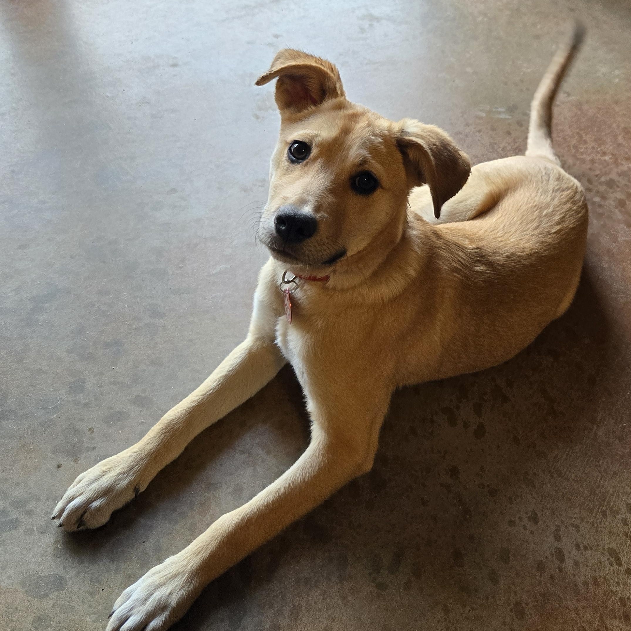 Enlarge Sky2, an adoption pending mixed breed in Oracle, AZ image 3/3