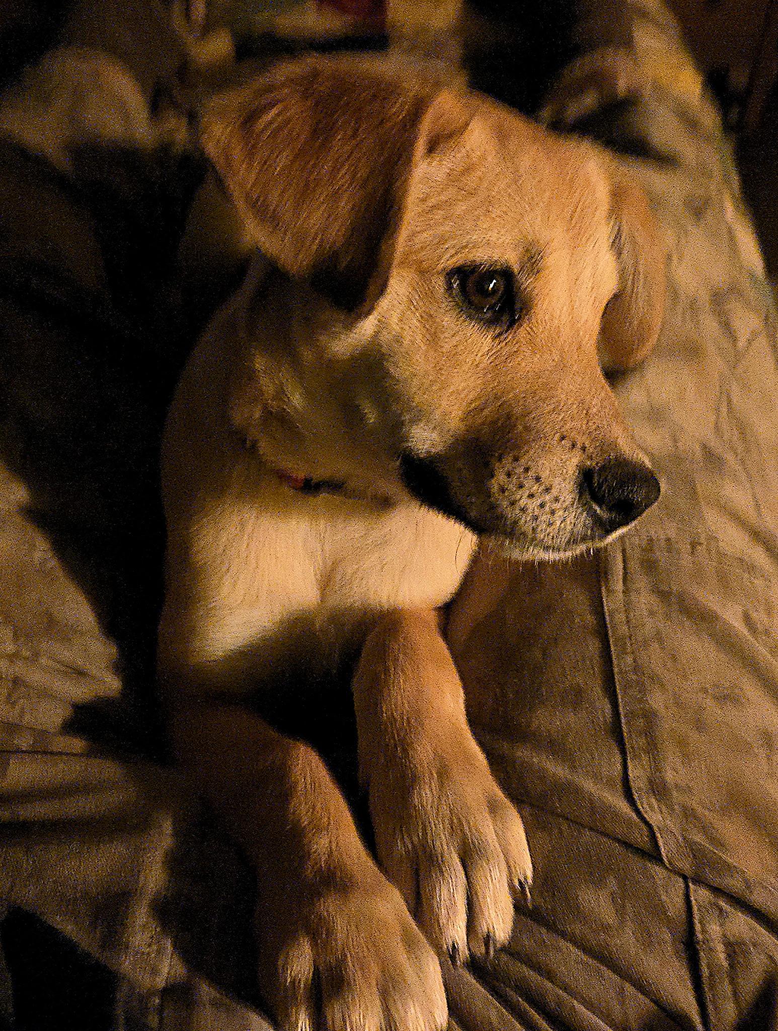 Enlarge Sky2, an adoption pending mixed breed in Oracle, AZ image 2/3