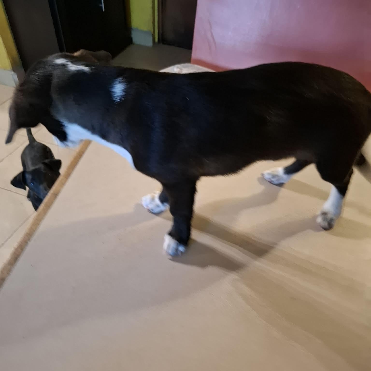 Tibo — thumbnail 2