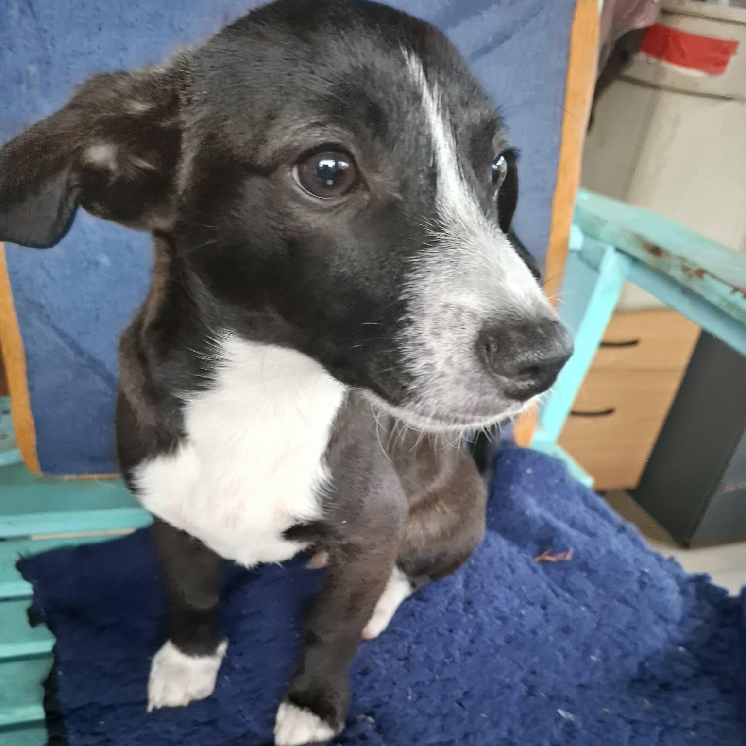 Tibo — thumbnail 3