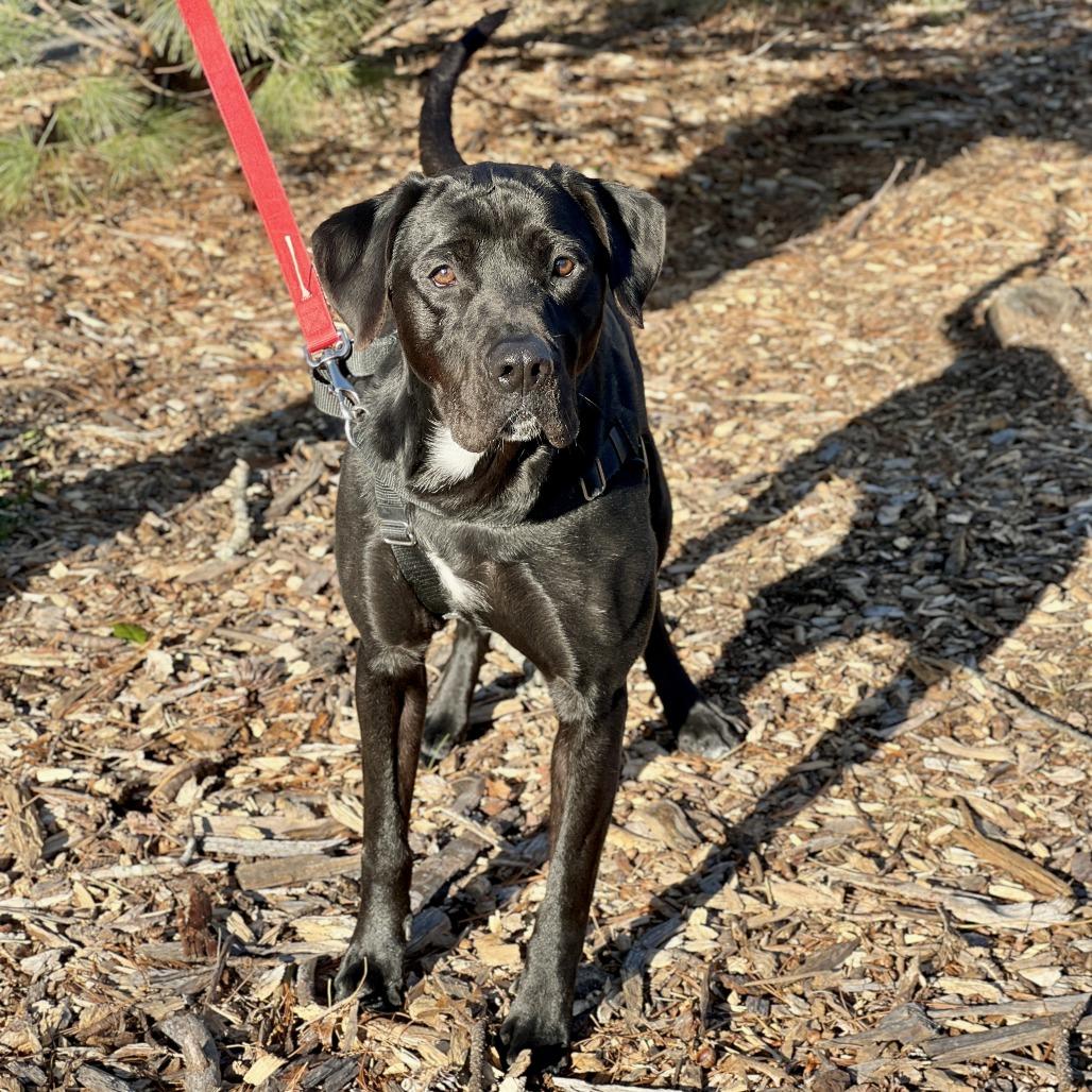 Diesel, Adoptable, Adult Male Black Labrador Retriever.