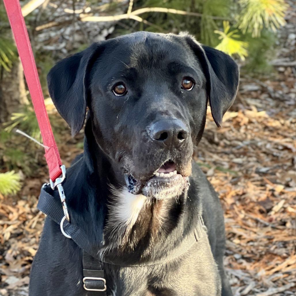 Enlarge Diesel, a Adoptable Black Labrador Retriever in East Hampton, NY image 2/5