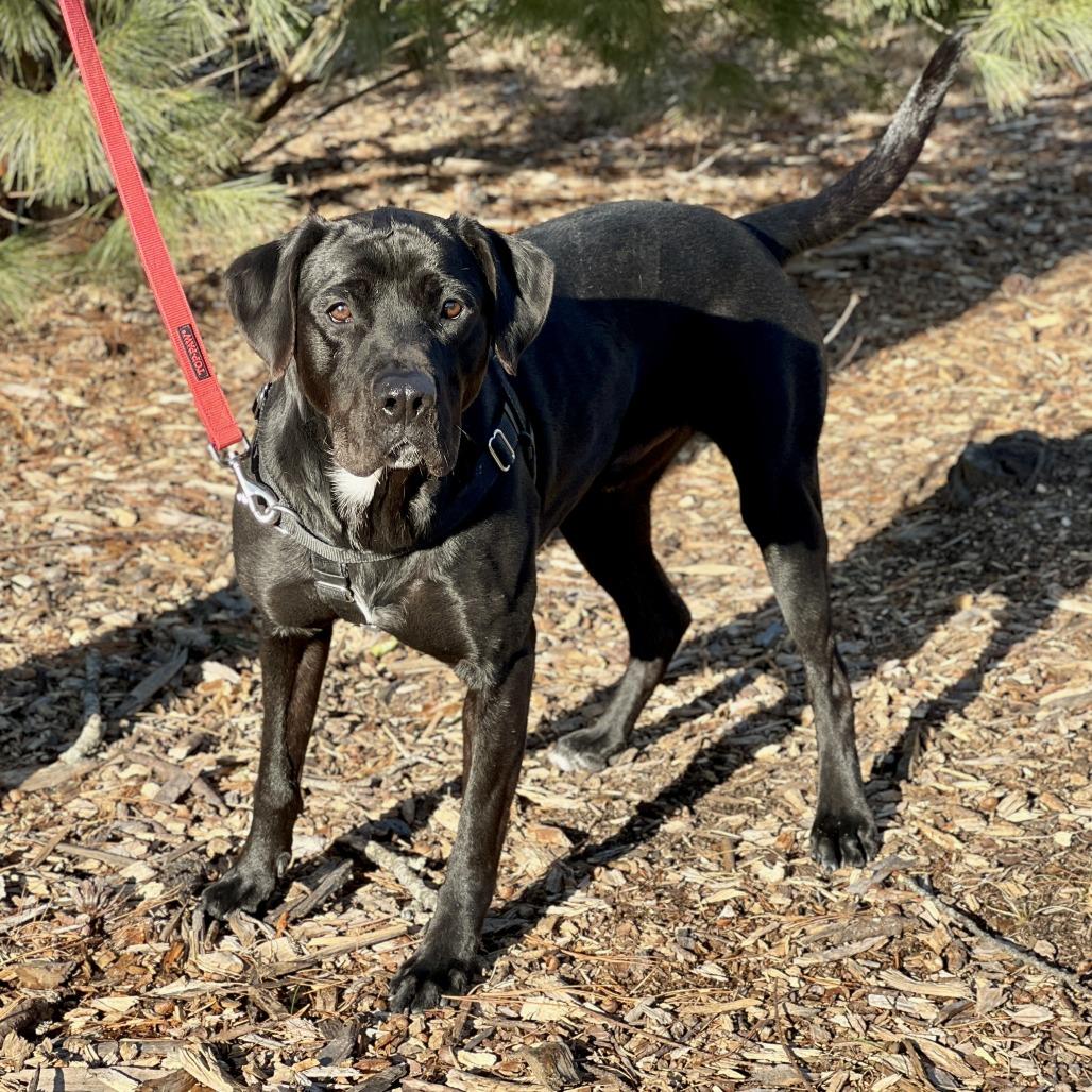 Enlarge Diesel, a Adoptable Black Labrador Retriever in East Hampton, NY image 3/5