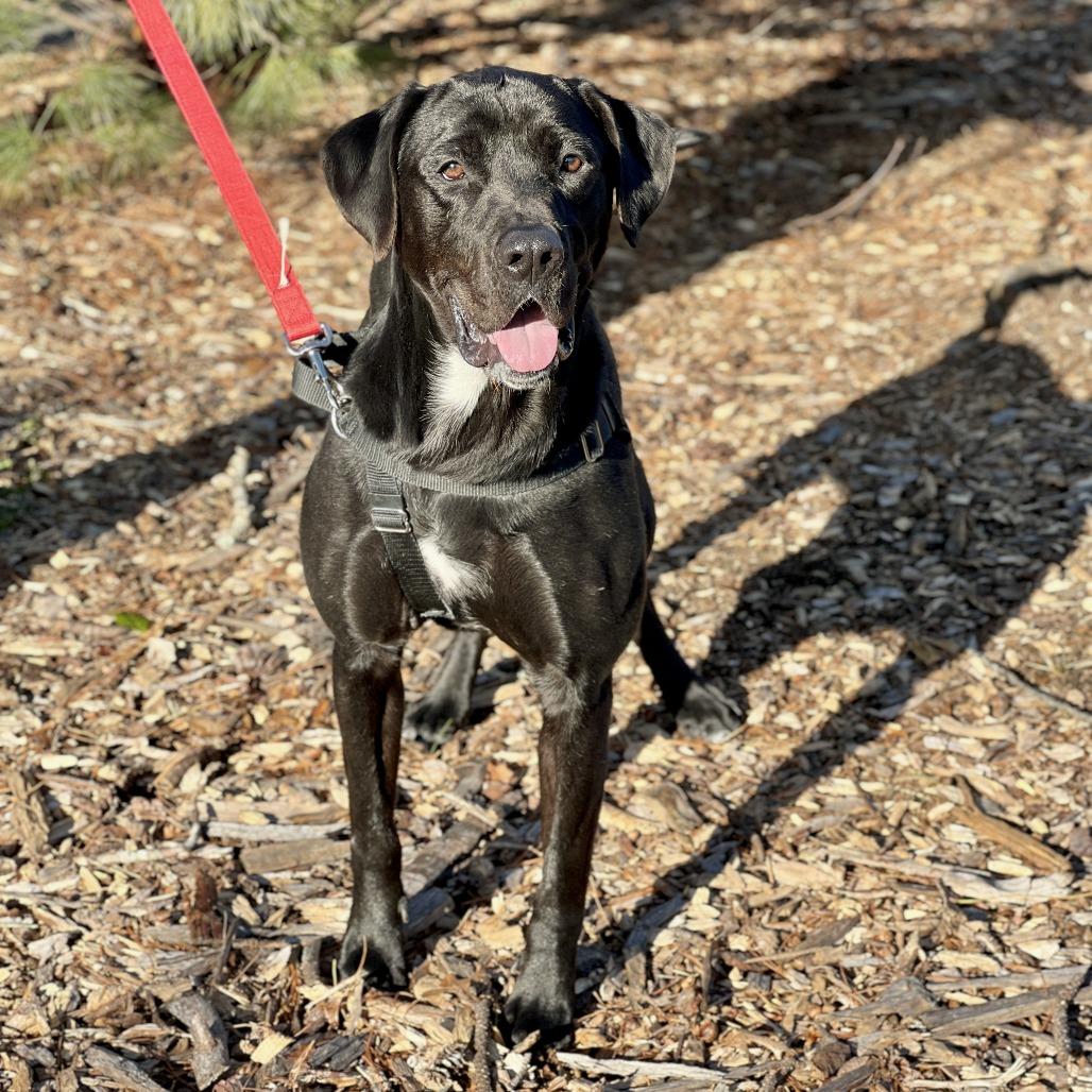 Enlarge Diesel, a Adoptable Black Labrador Retriever in East Hampton, NY image 5/5