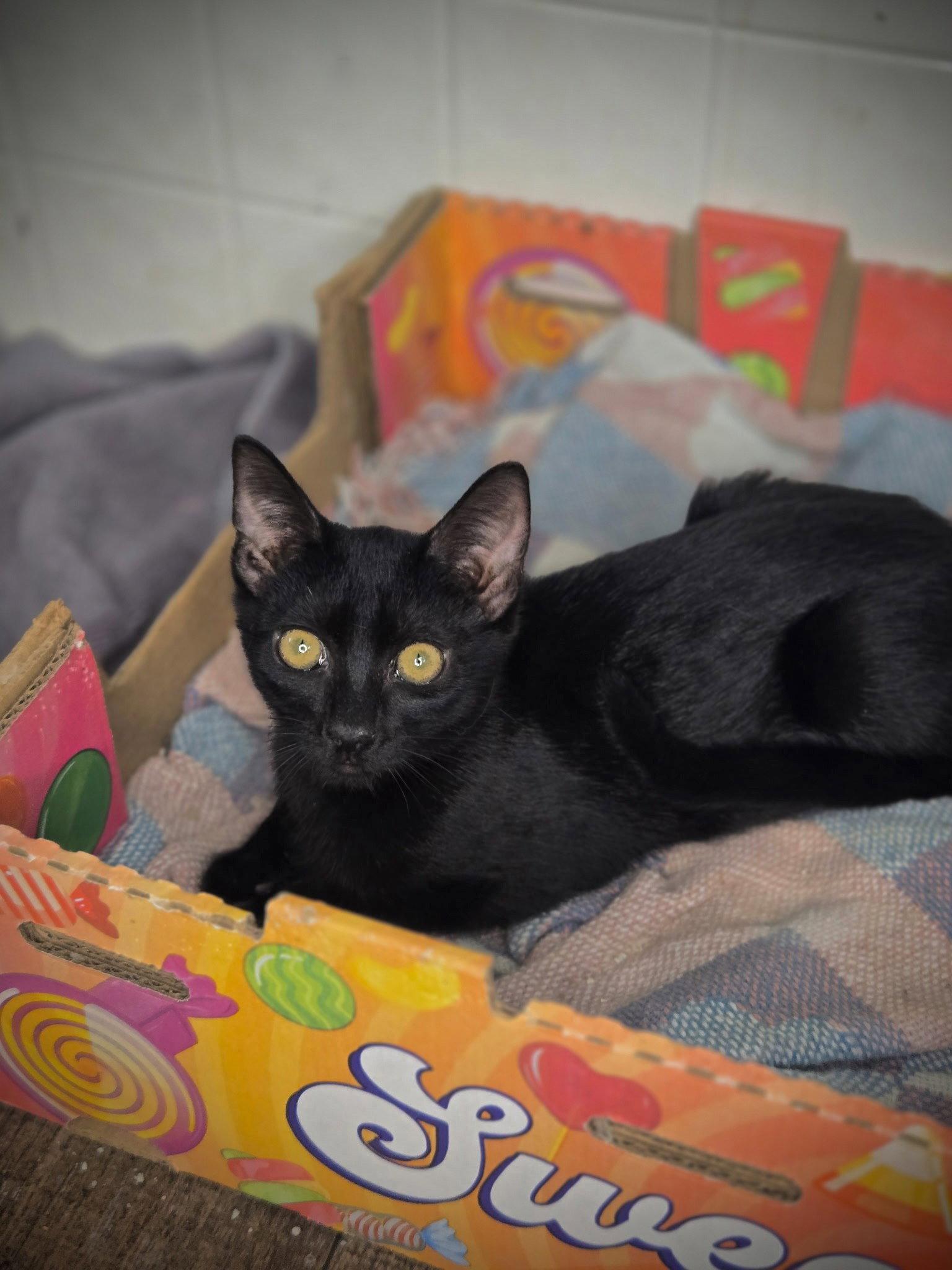 Bugger, Adoptable, Young Male Domestic Short Hair.