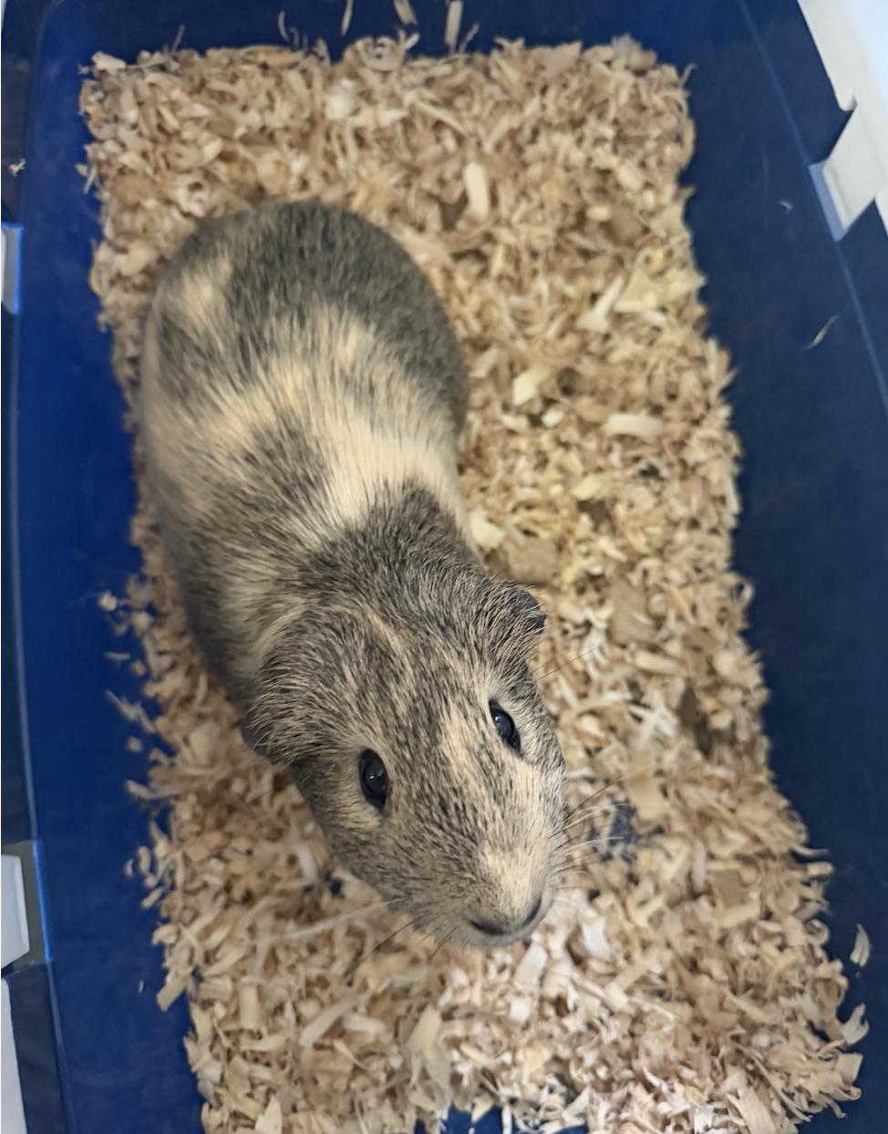 Enlarge Banana Bread, an adoptable Guinea Pig in Minneapolis, MN image 1/3