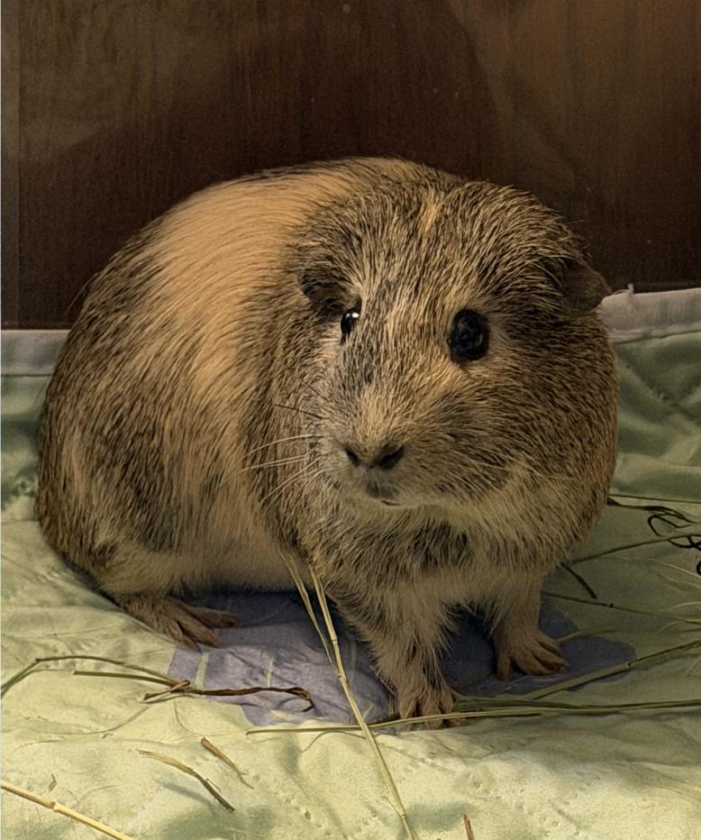 Enlarge Banana Bread, an adoptable Guinea Pig in Minneapolis, MN image 2/3