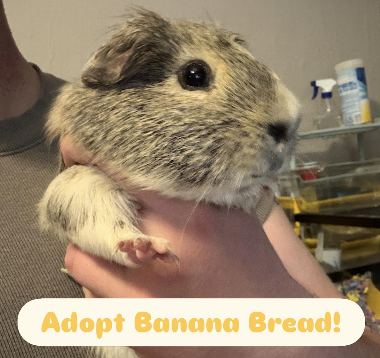 Enlarge Banana Bread, an adoptable Guinea Pig in Minneapolis, MN image 3/3