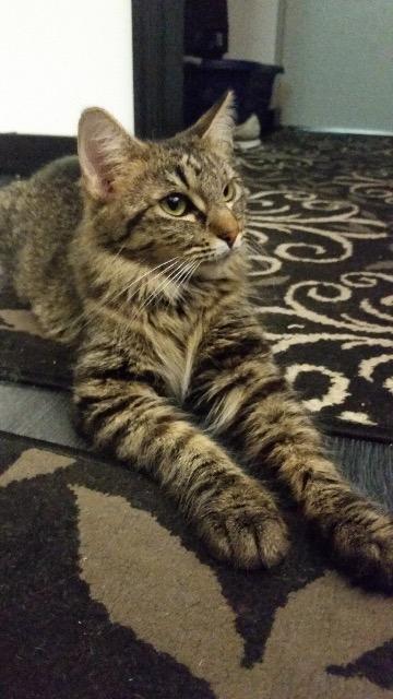 Miss Molly, Adoptable, Adult Female Domestic Long Hair.