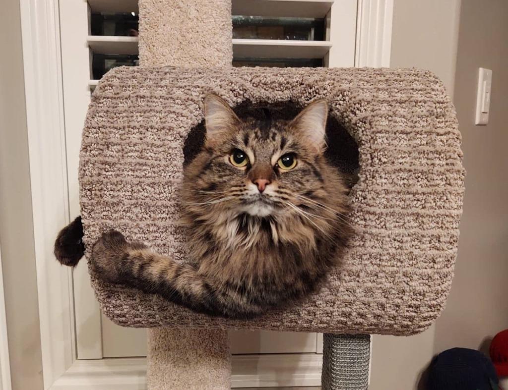 Miss Molly, a Adoptable mixed breed in Salt Lake City, UT image 4/4