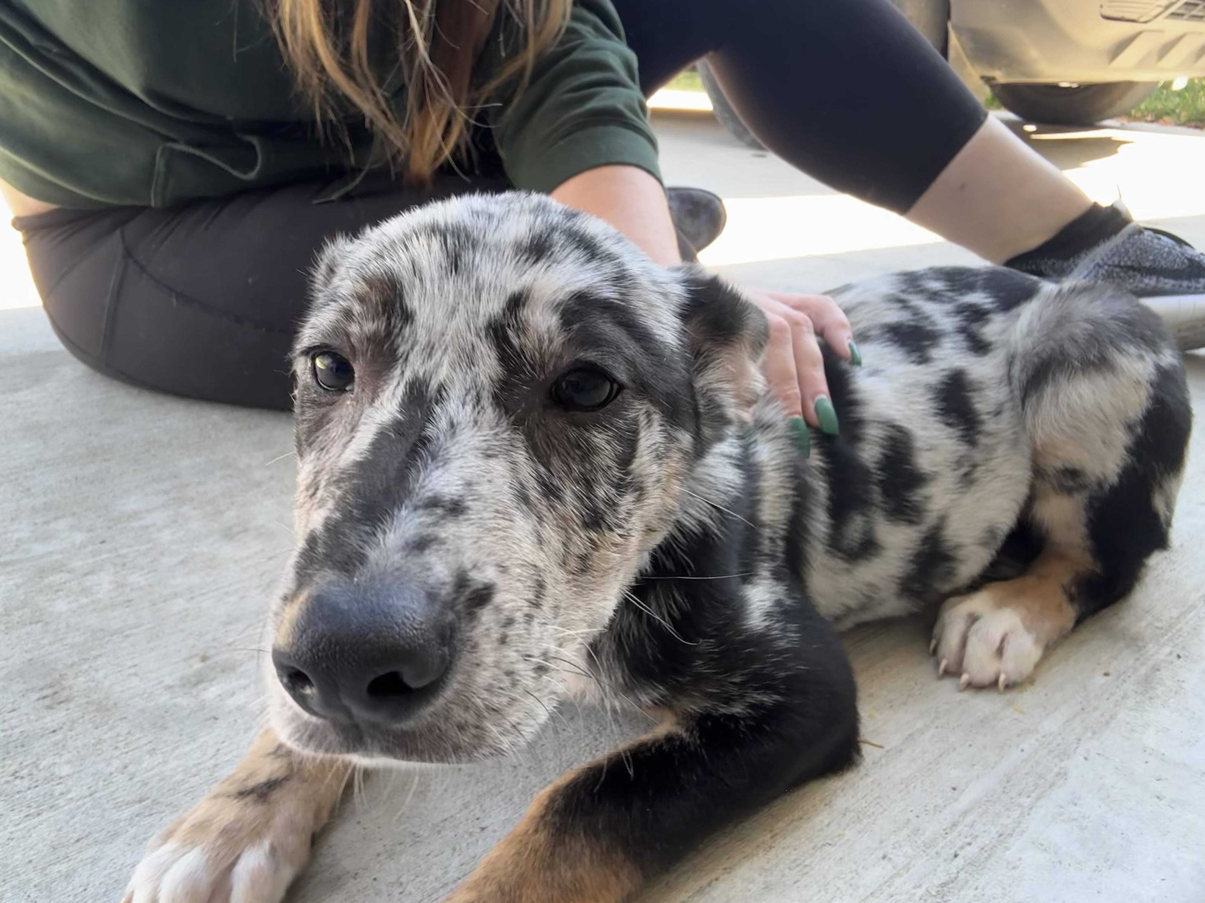 Enlarge Tiana, a Adoptable mixed breed in Dallas, TX image 5/5