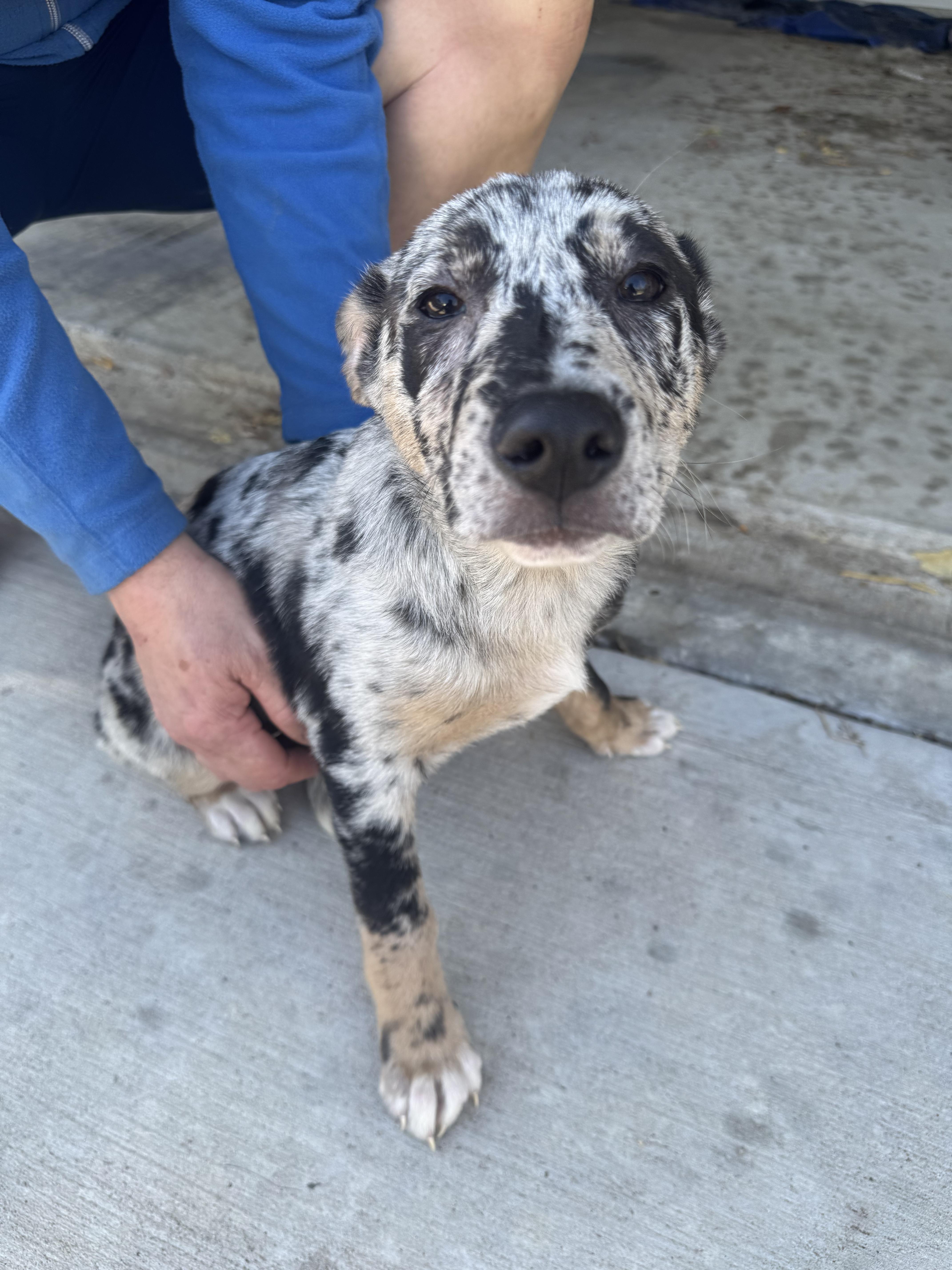 Enlarge Tiana, a Adoptable mixed breed in Dallas, TX image 2/5