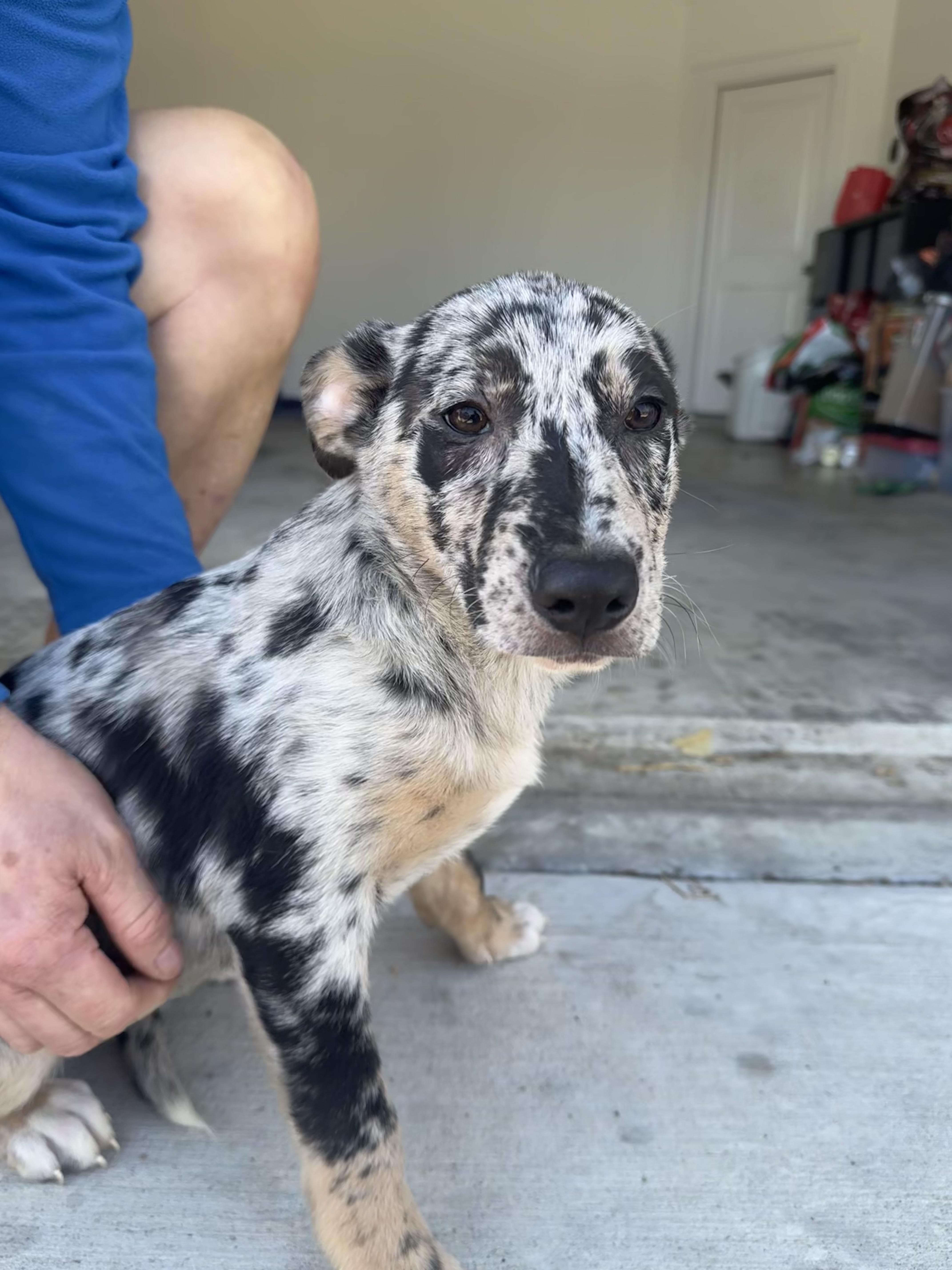 Tiana, Adoptable, Puppy Female Mixed Breed.