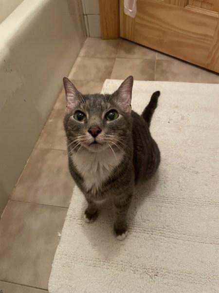 Marni, Adoptable, Senior Male Domestic Short Hair.