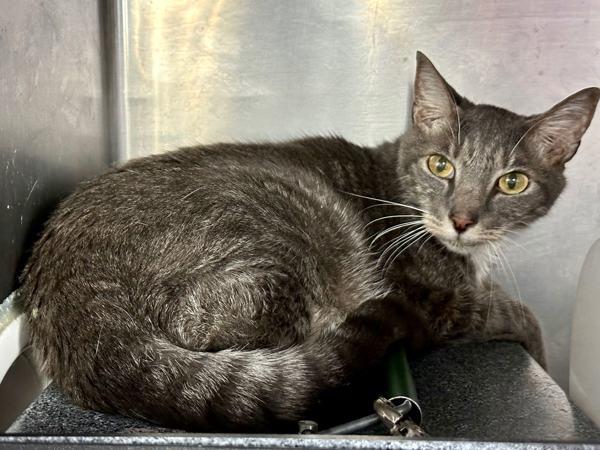 Enlarge Marni, a Adoptable mixed breed in New York, NY image 2/6