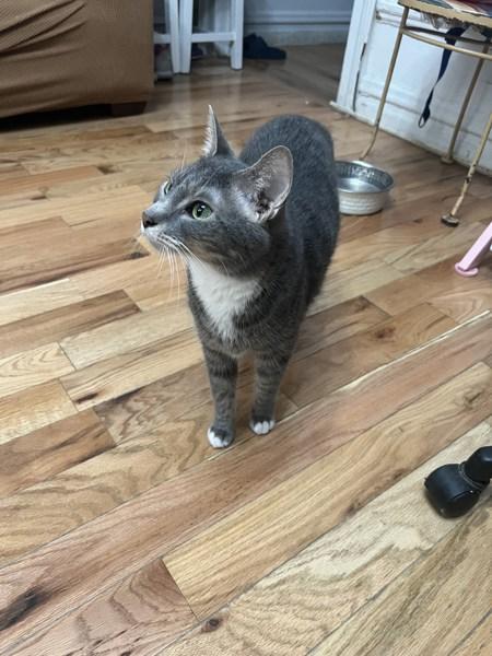 Marni, Adoptable, Senior Male Domestic Short Hair.