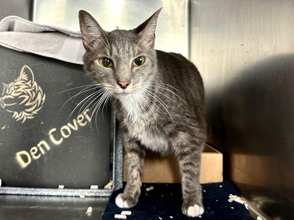 Enlarge Marni, a Adoptable mixed breed in New York, NY image 4/6