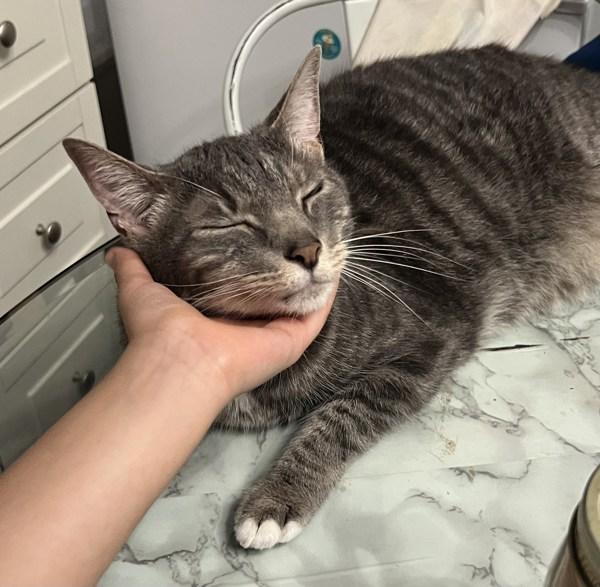 Enlarge Marni, a Adoptable mixed breed in New York, NY image 5/6