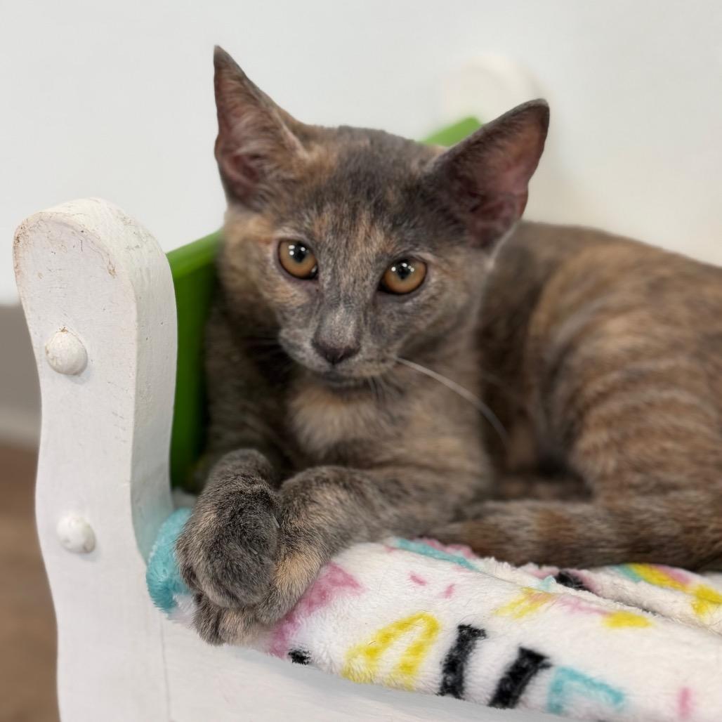 Sheila, Adoptable, Young Female Domestic Short Hair.