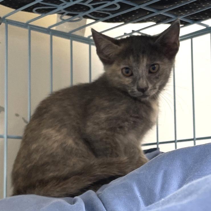 Enlarge Sheila, a Adoptable Domestic Short Hair in Brownsboro, AL image 2/2