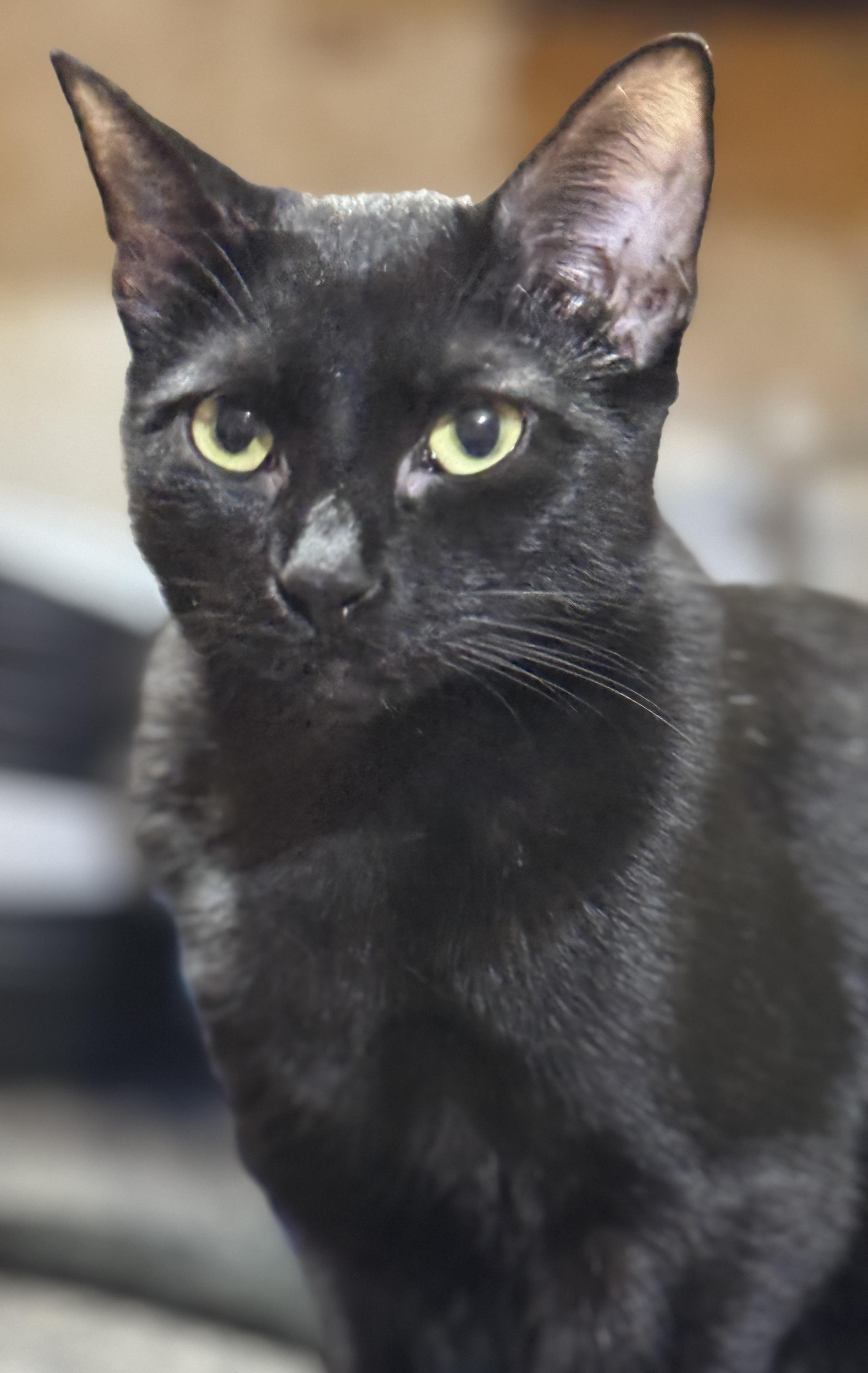 Enlarge PEYTON, a Adoptable American Shorthair in Grand Prairie, TX image 1/6