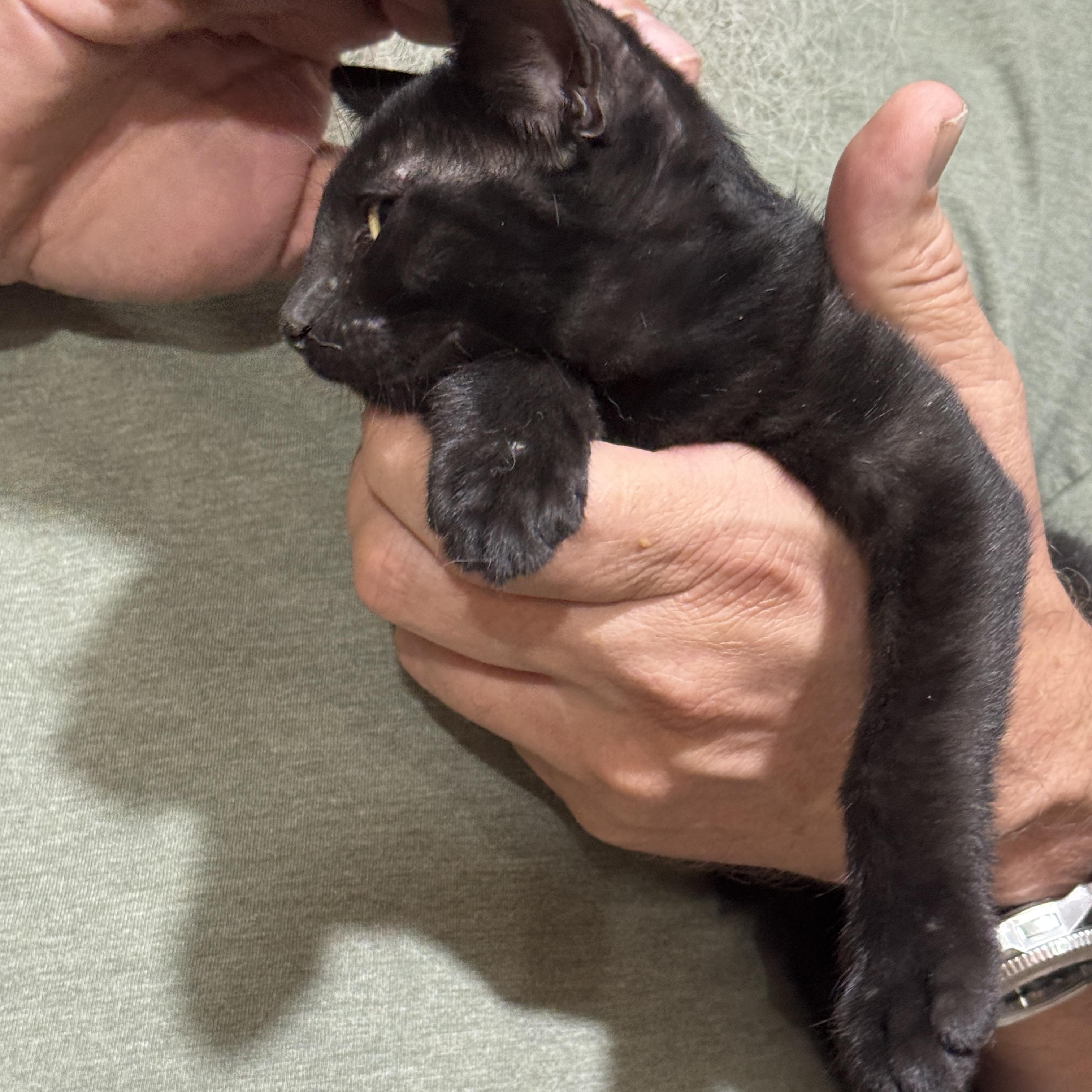 PEYTON, Baby Male American Shorthair