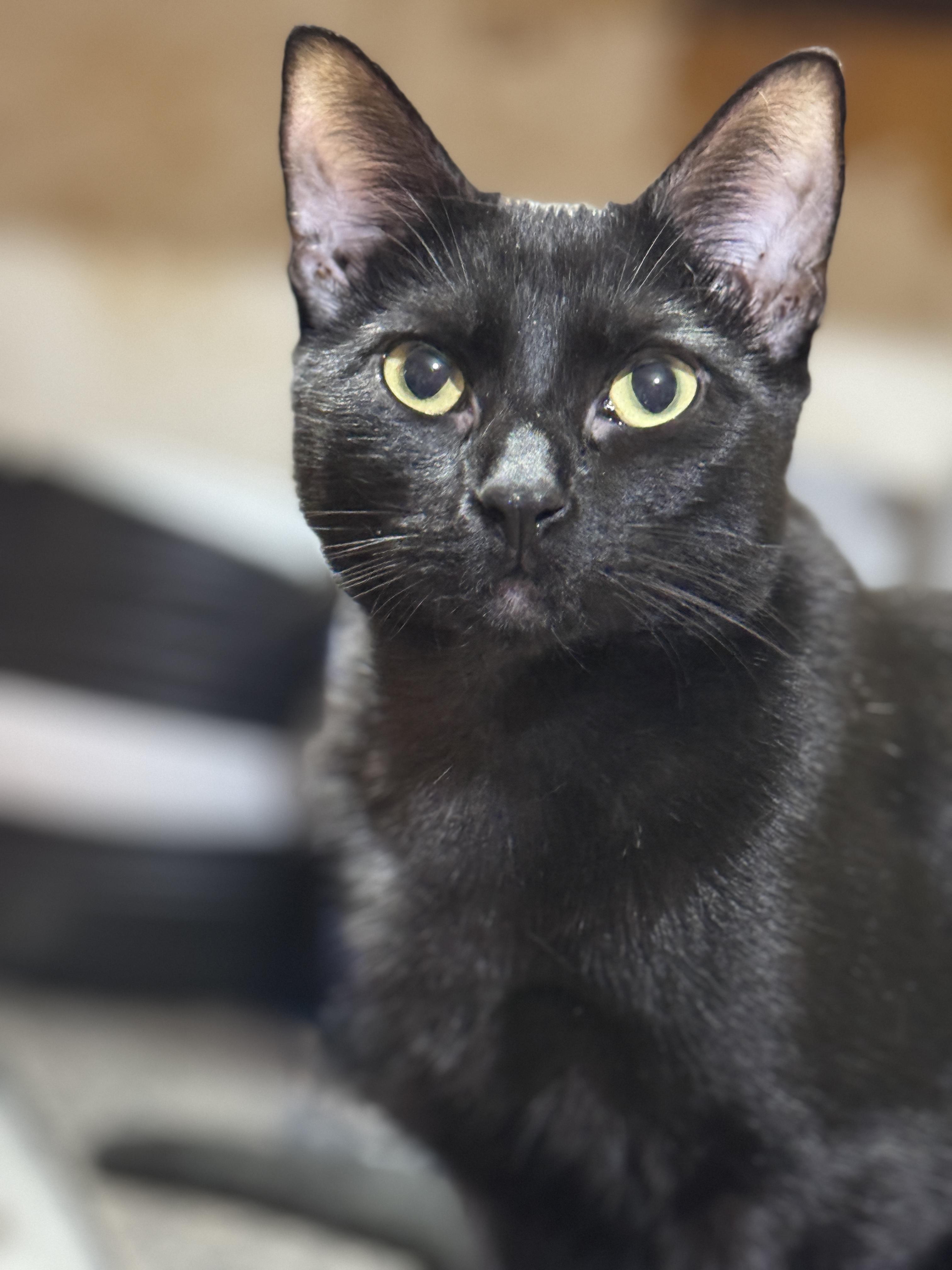 Enlarge PEYTON, a Adoptable American Shorthair in Grand Prairie, TX image 2/6