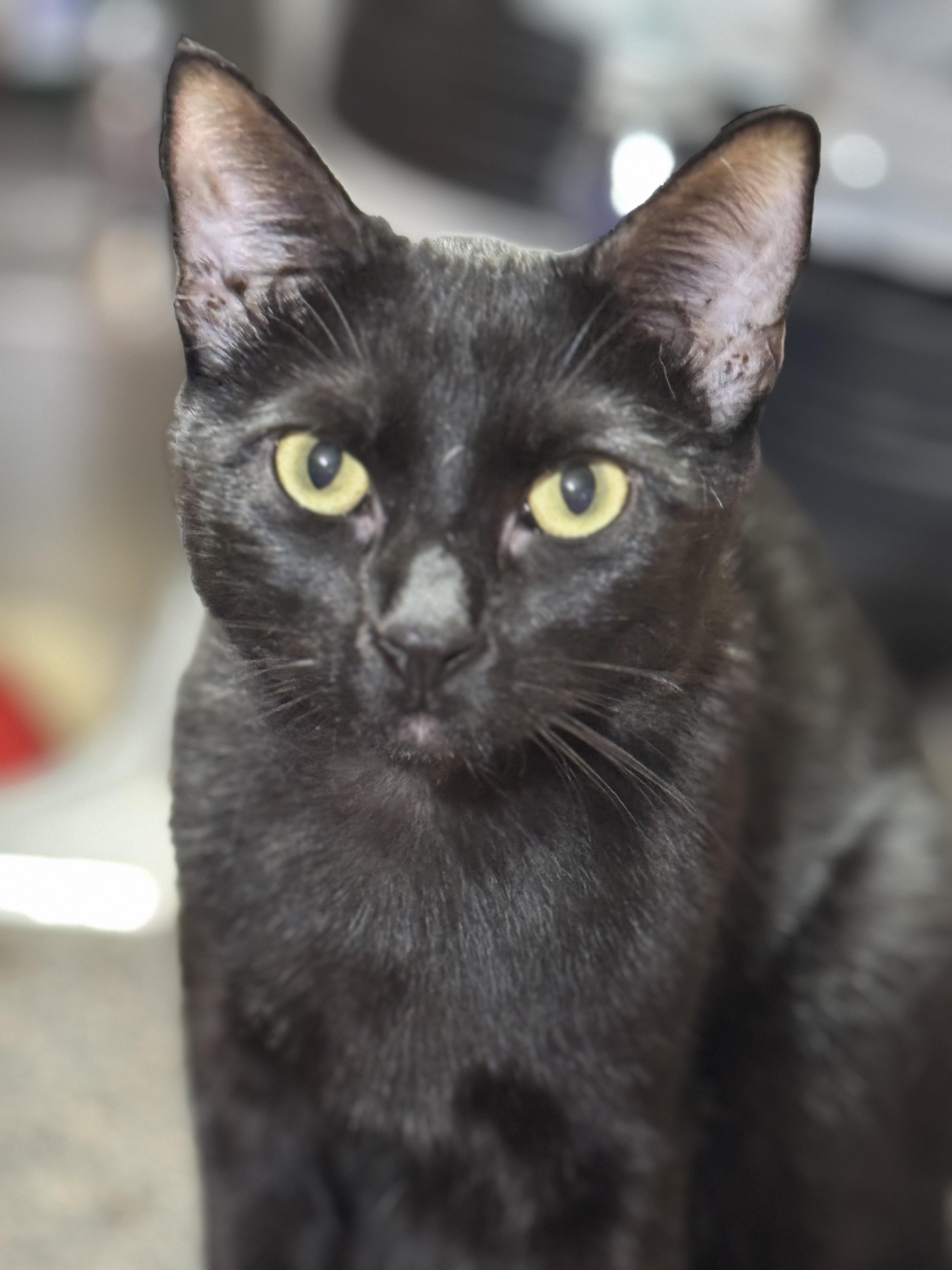 Enlarge PEYTON, a Adoptable American Shorthair in Grand Prairie, TX image 3/6
