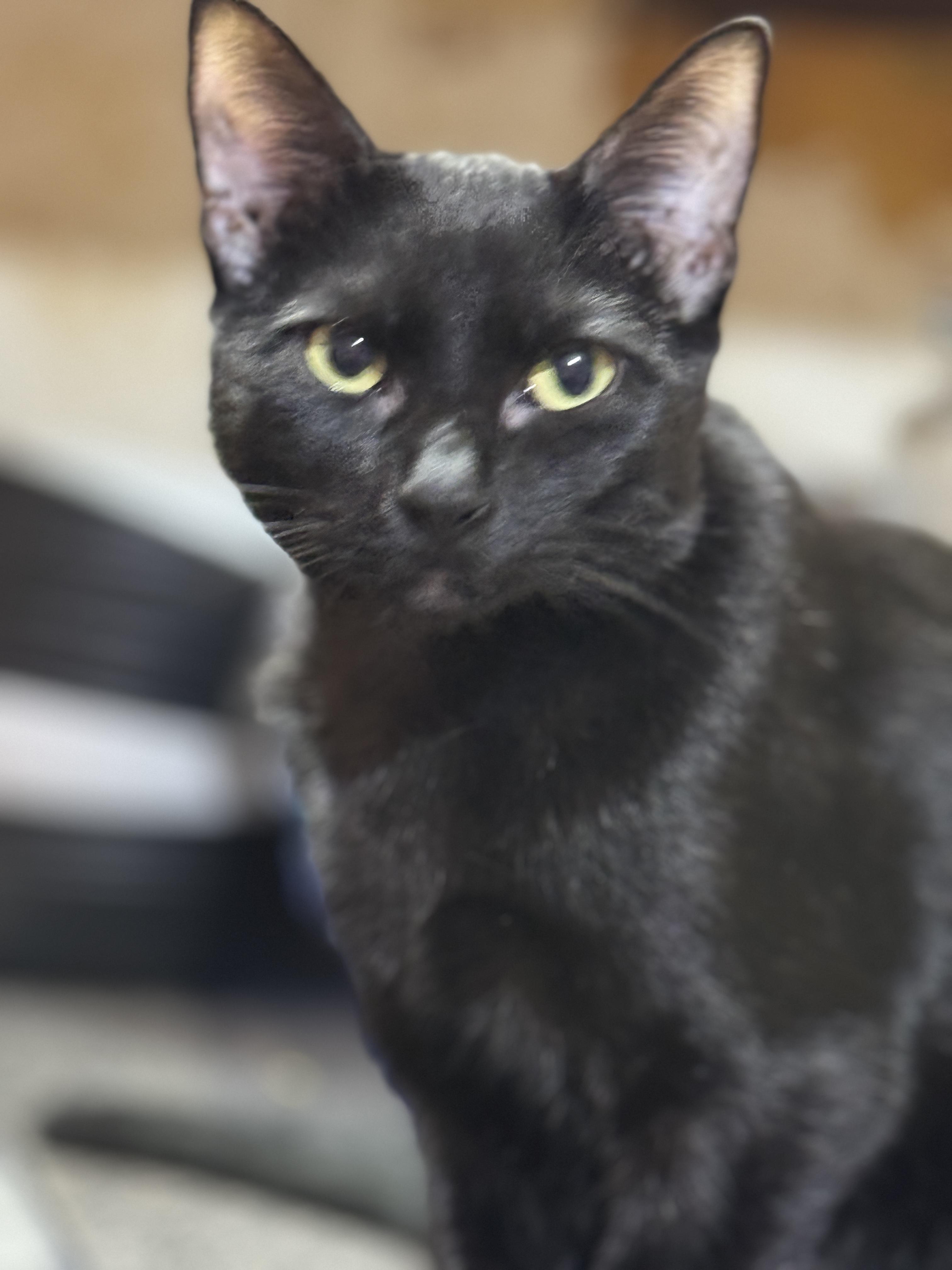 Enlarge PEYTON, a Adoptable American Shorthair in Grand Prairie, TX image 4/6