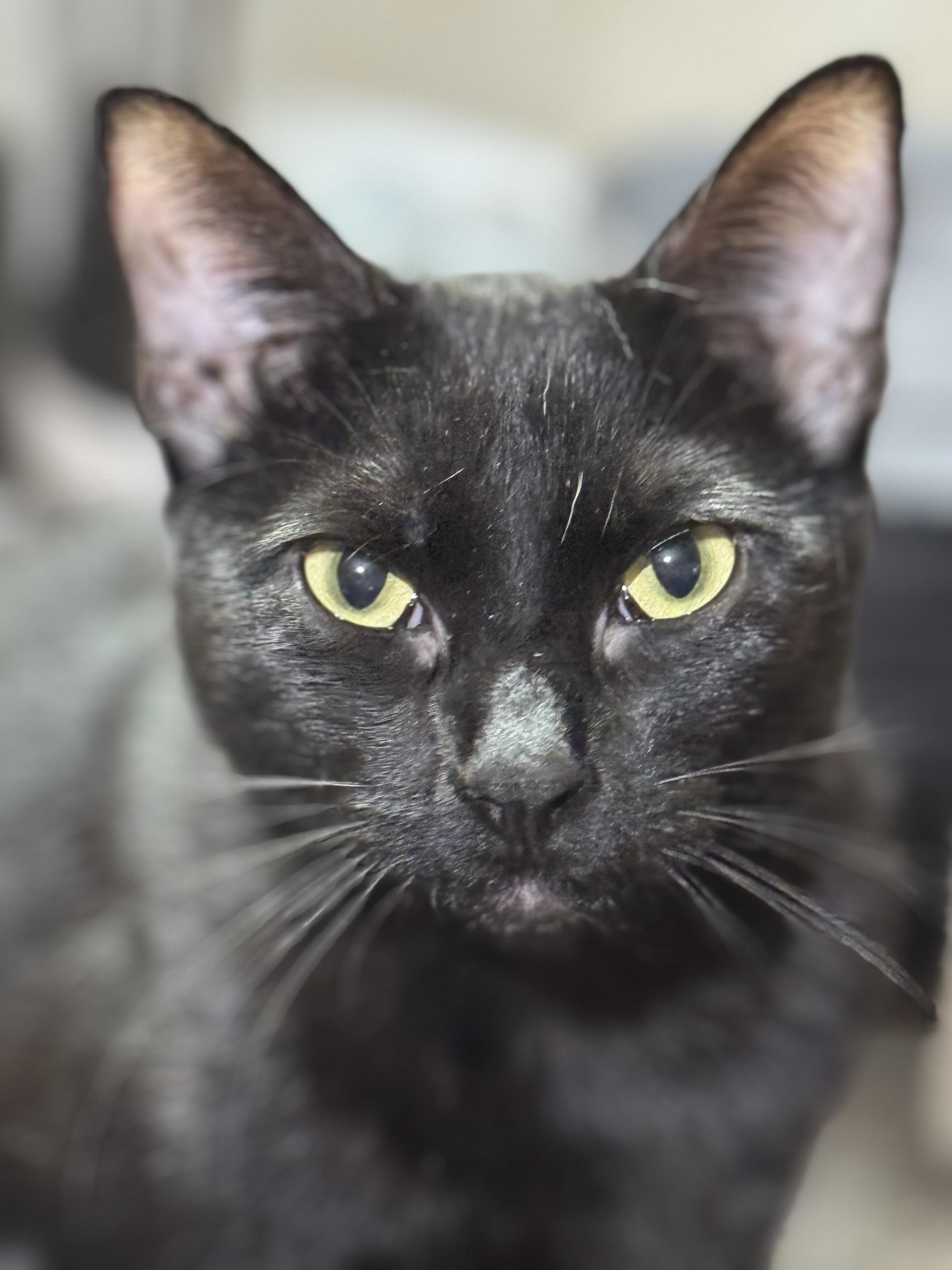 Enlarge PEYTON, a Adoptable American Shorthair in Grand Prairie, TX image 5/6