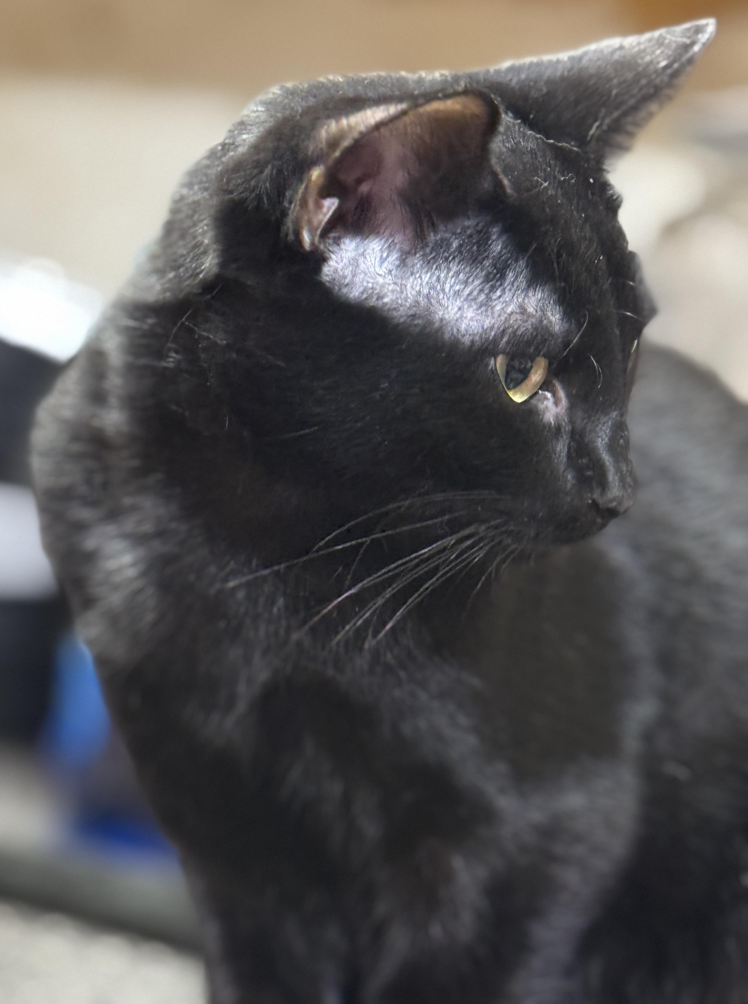 Enlarge PEYTON, a Adoptable American Shorthair in Grand Prairie, TX image 6/6