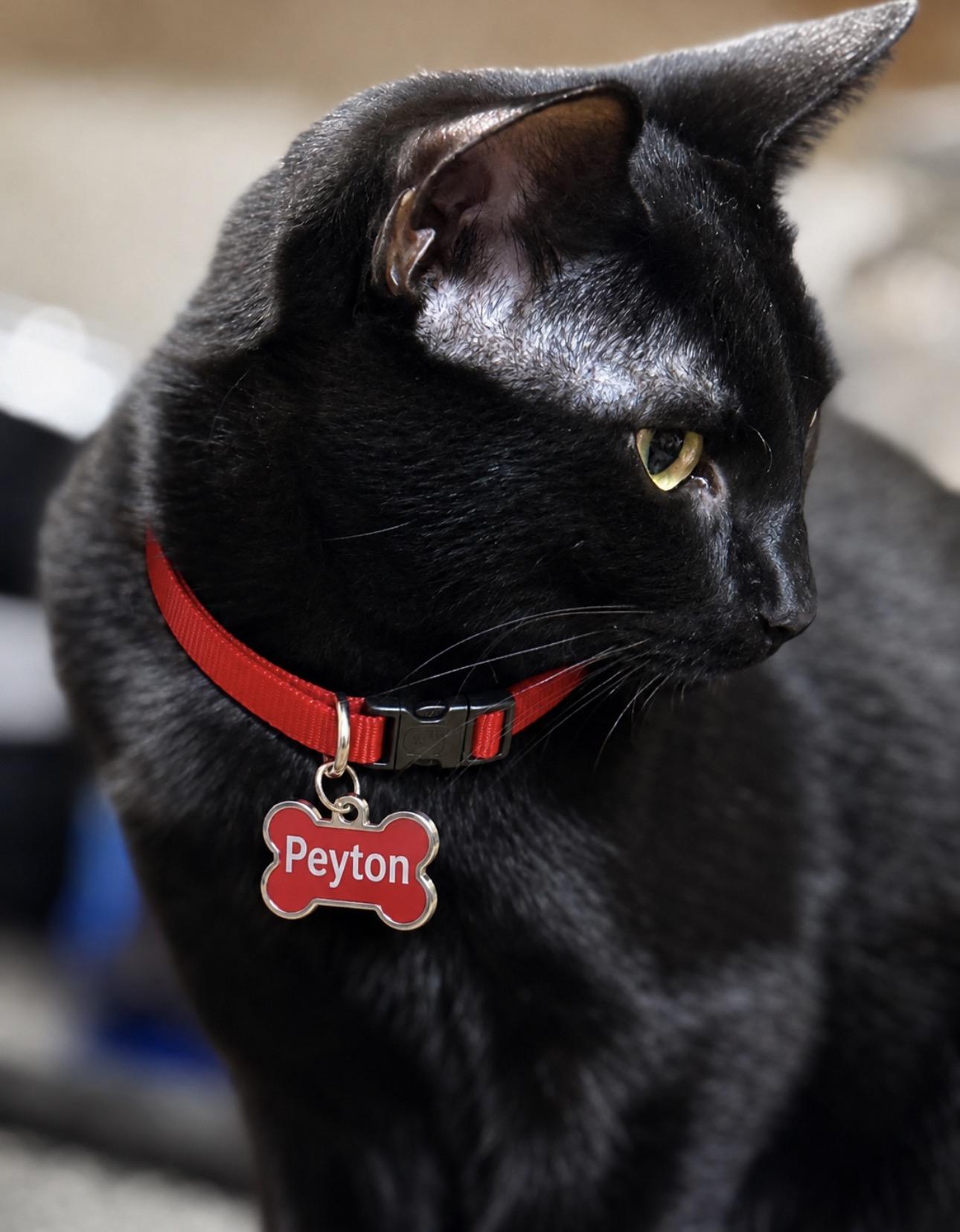 PEYTON, an adoptable American Shorthair in Grand Prairie, TX image 3/3