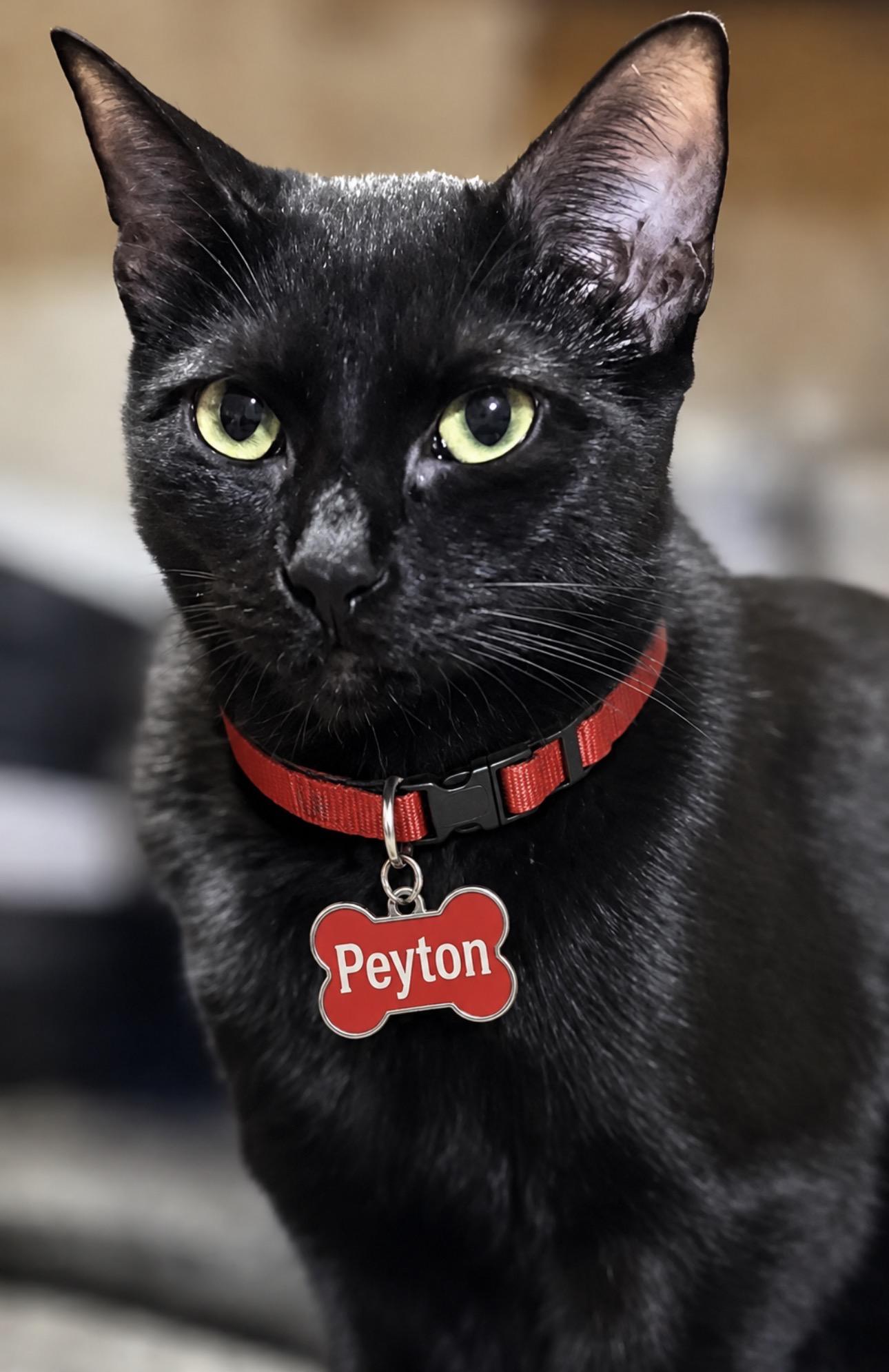 PEYTON, an adoptable American Shorthair in Grand Prairie, TX image 2/3