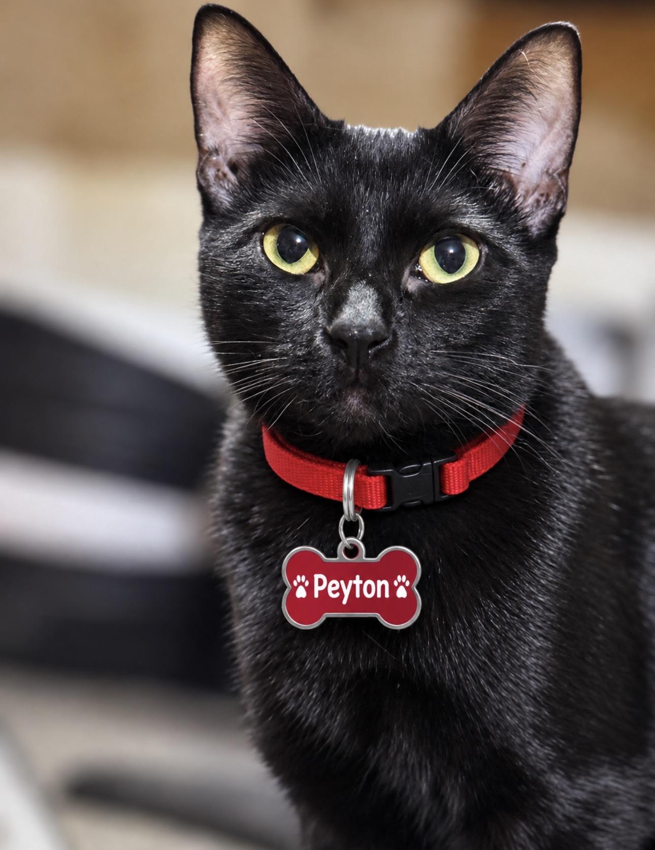 PEYTON, adoptable, Adult Male American Shorthair.