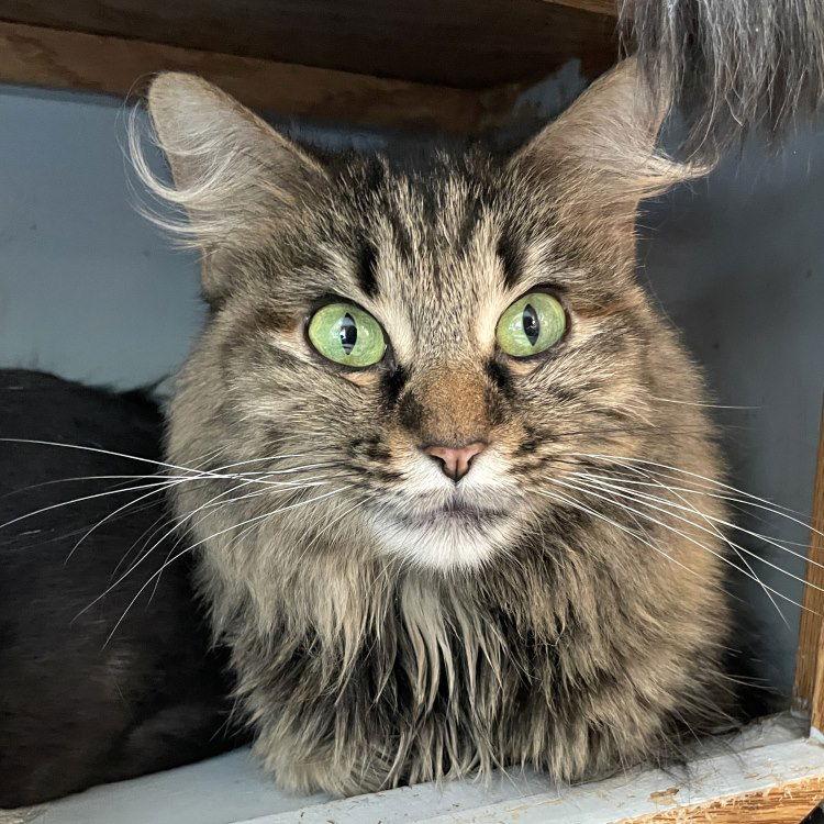 Ban'ei, Adoptable, Adult Female Domestic Medium Hair.