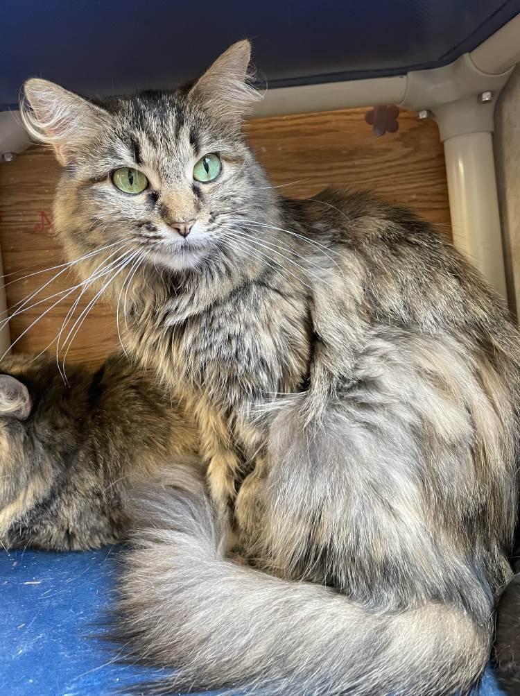 Ban'ei, Adoptable, Adult Female Domestic Medium Hair.