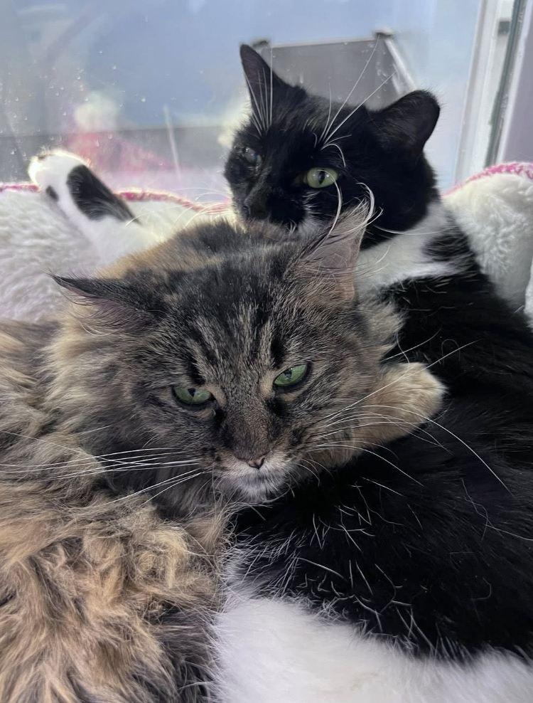 Ban'ei, a Adoptable Domestic Medium Hair in Colorado Springs, CO image 2/3