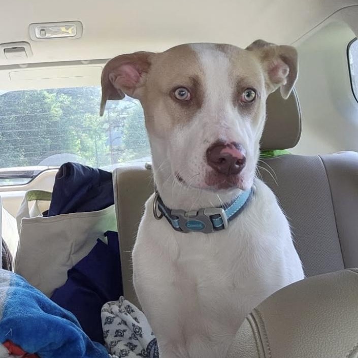 Enlarge Shadow, a Adoptable mixed breed in Heber Springs, AR image 1/1