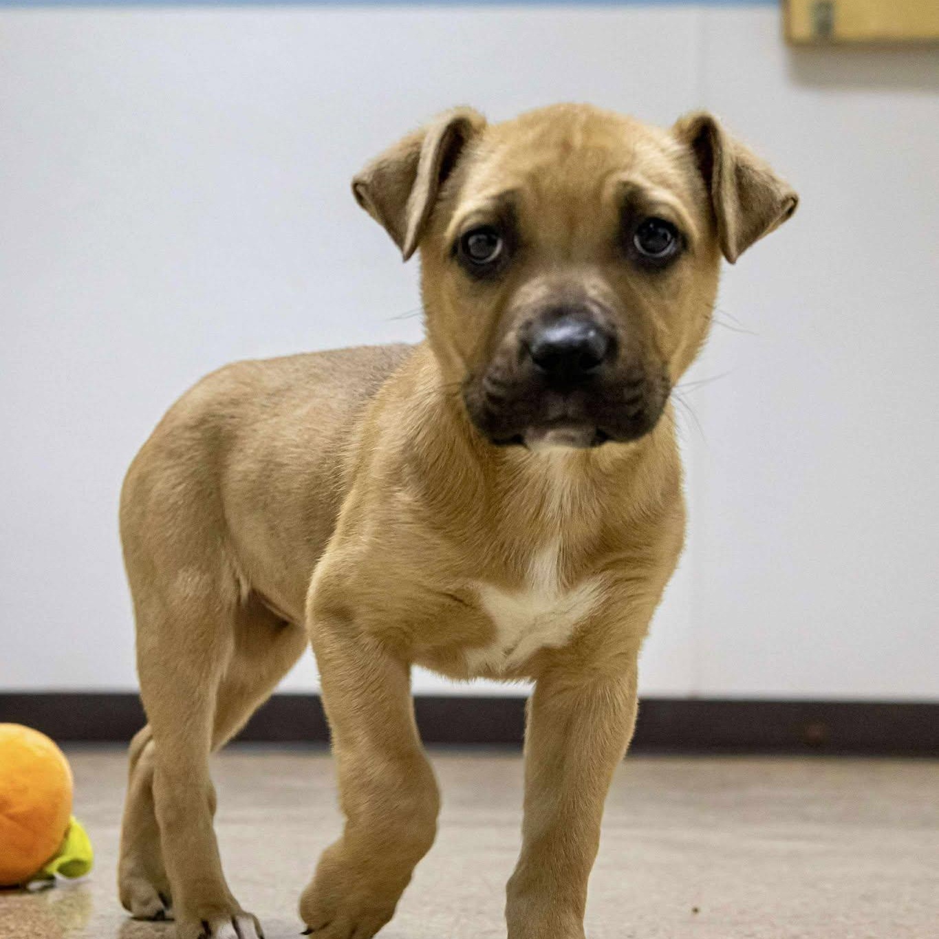 Little Chestnut, ADOPTABLE, Puppy Female Terrier.