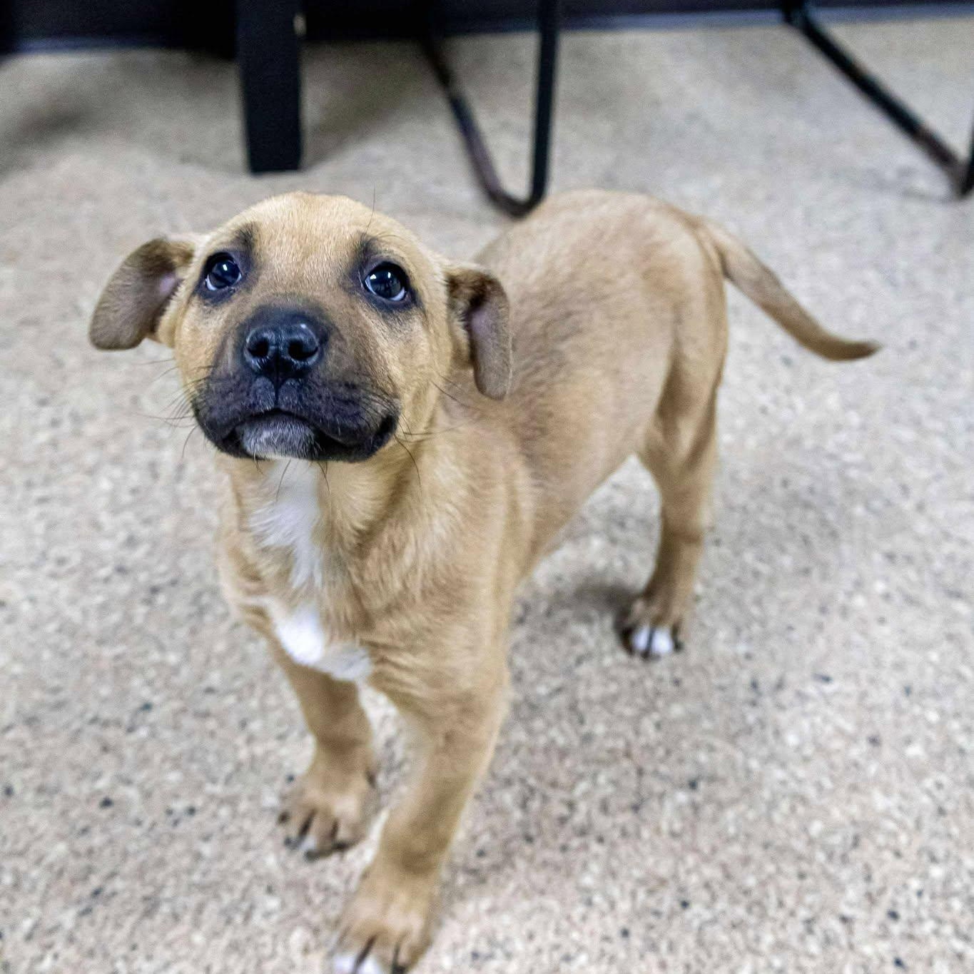 Enlarge Little Chestnut, a ADOPTABLE Terrier in Valparaiso, IN image 2/2