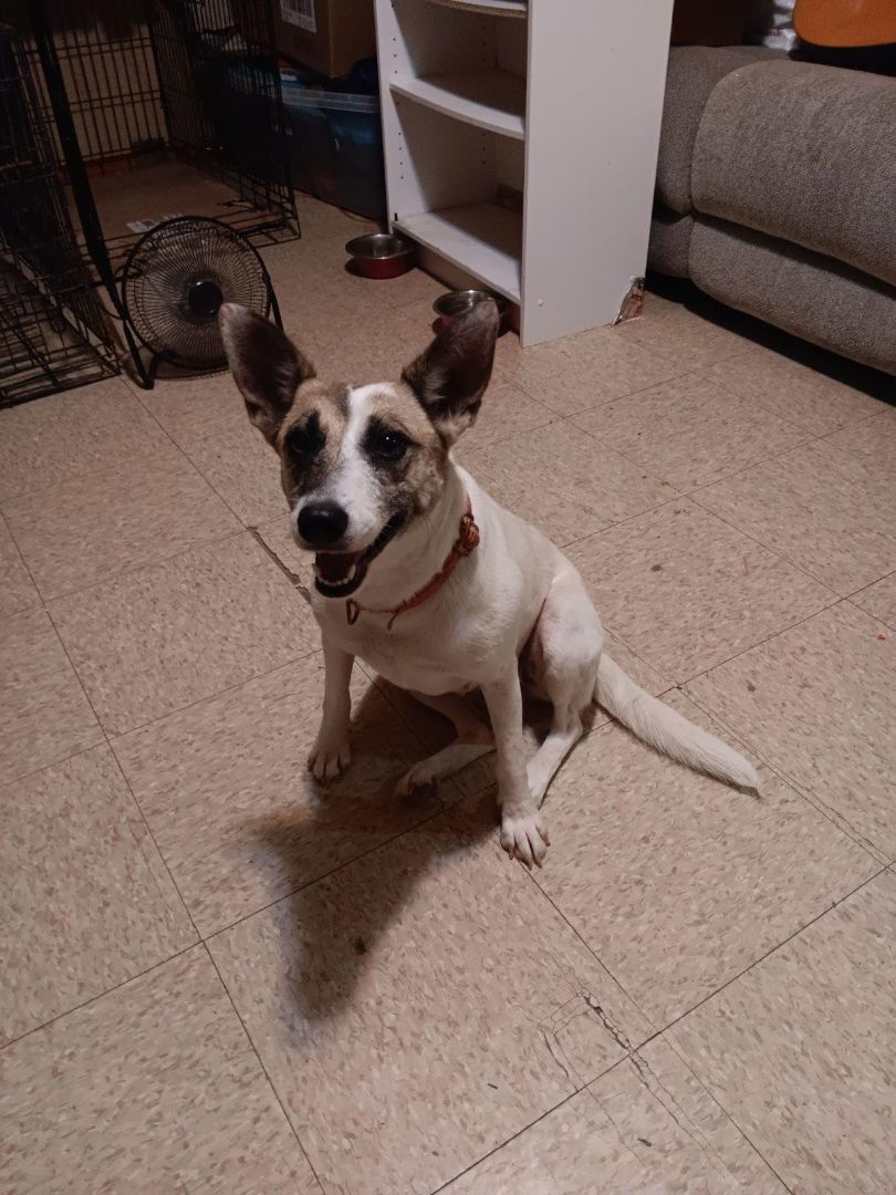 MILEY, Adoptable, Adult Female Mixed Breed & Australian Cattle Dog / Blue Heeler.