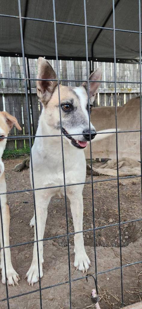 MILEY, a Adoptable mixed breed in Philadelphia, PA image 3/4