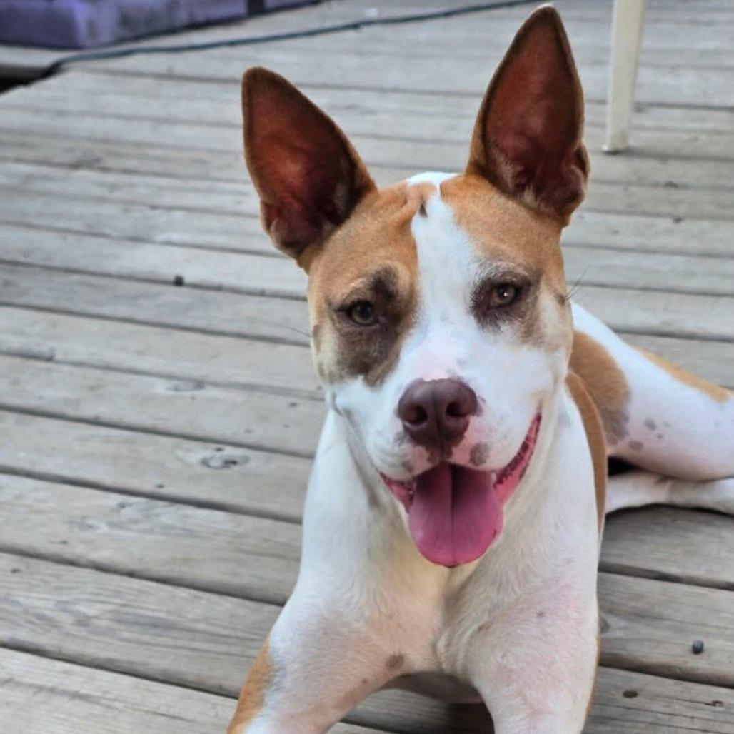 Sasha, a Adoptable mixed breed in Alma, WI image 1/6